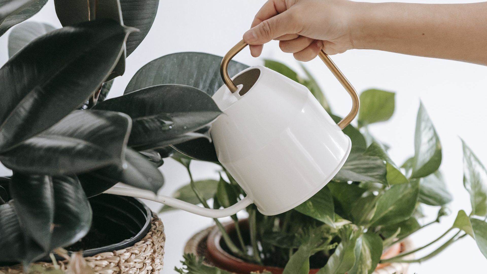 Watering the plants