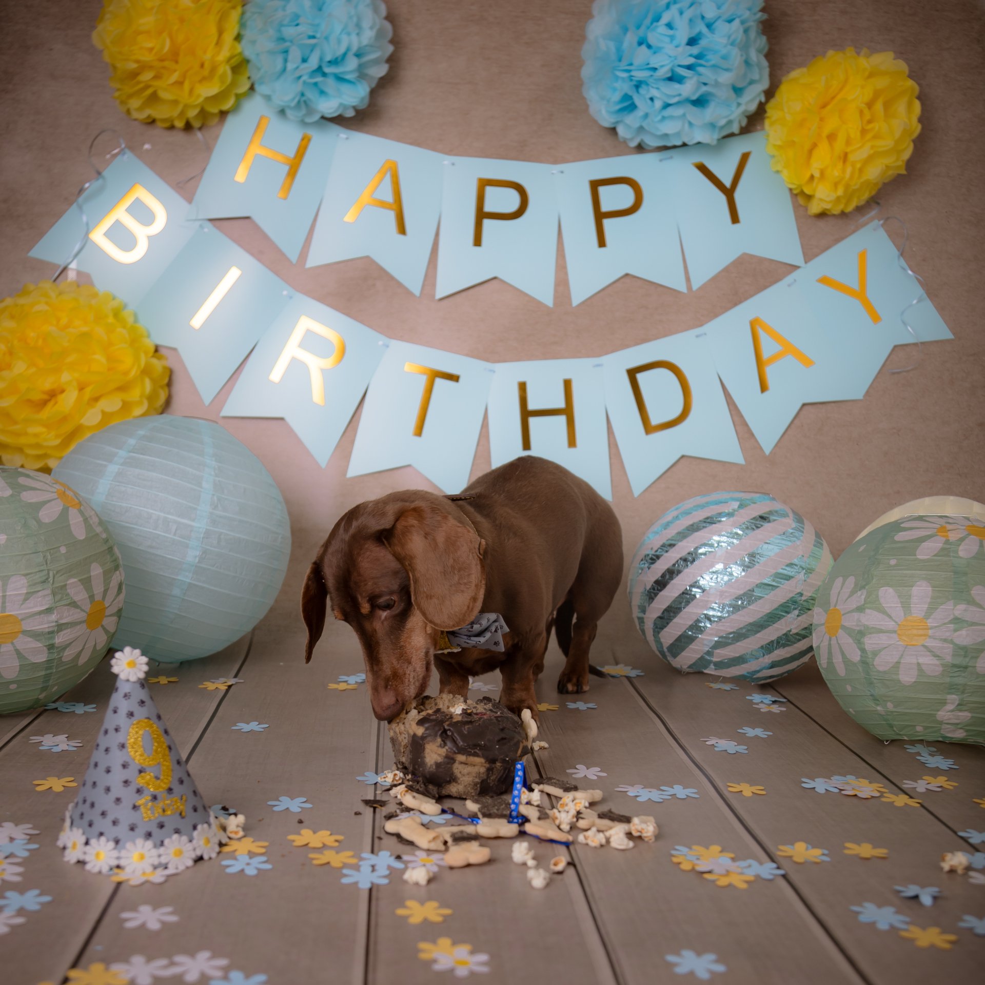 Dog Birthday Photoshoots Love PhoDOGraphy