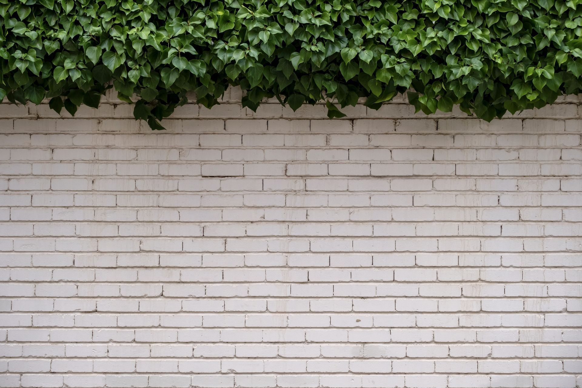 White brick wall topped with lush green ivy vines
