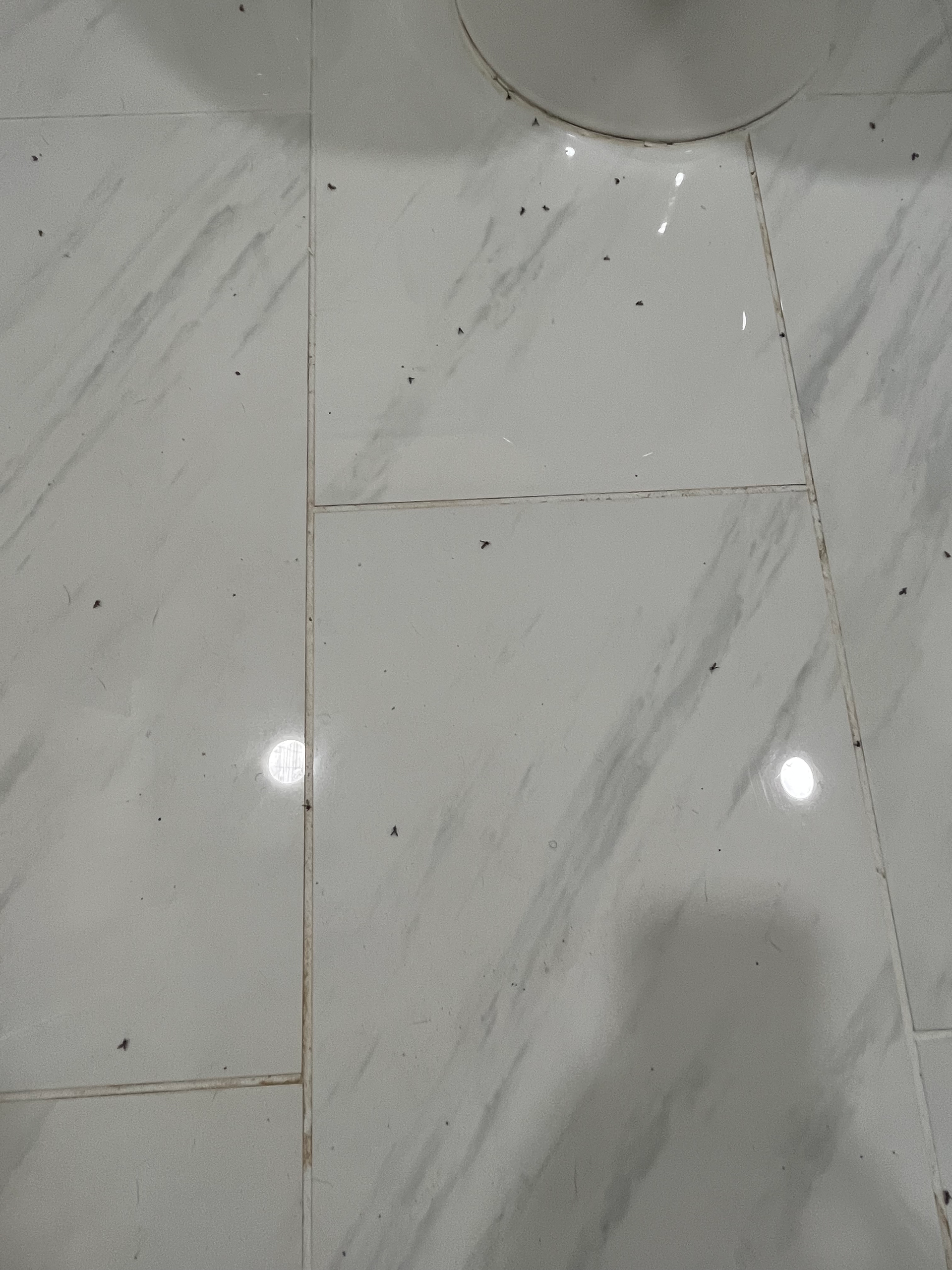 dead drain flies on customers floor