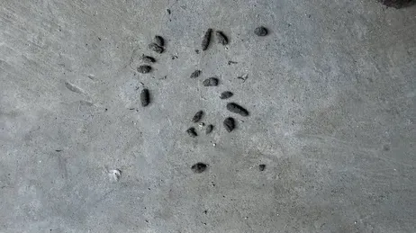 mouse droppings in a basement
