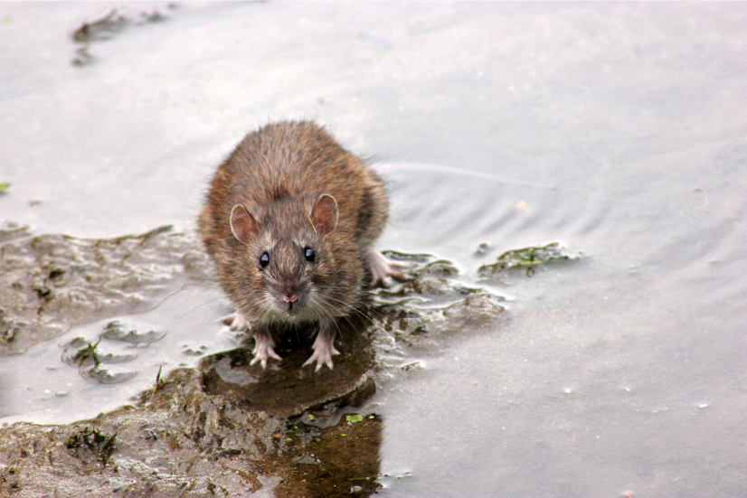 a picture of a rat outside of a home