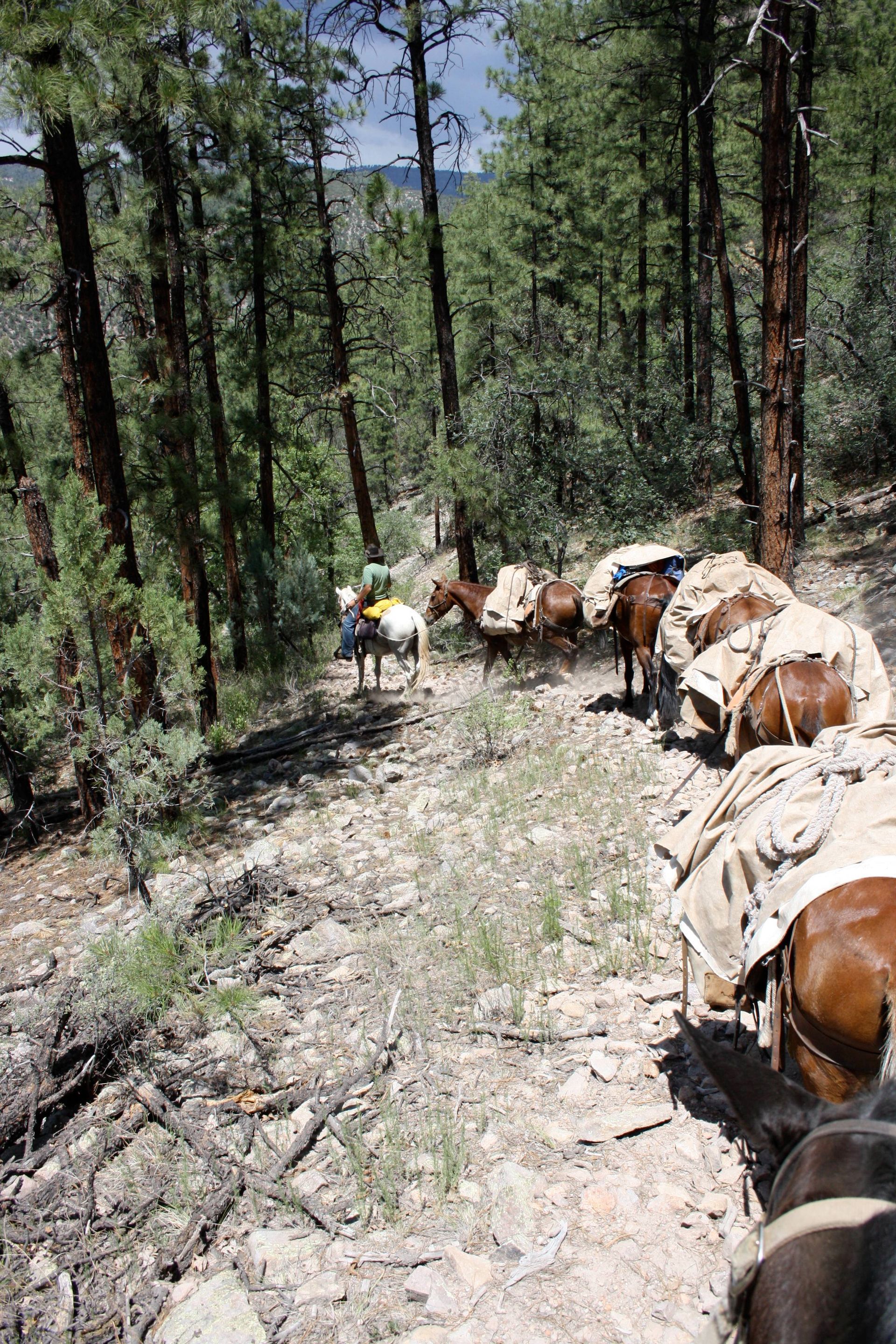Pack animals carrying gear on a rocky forest trail, viewed from behind.