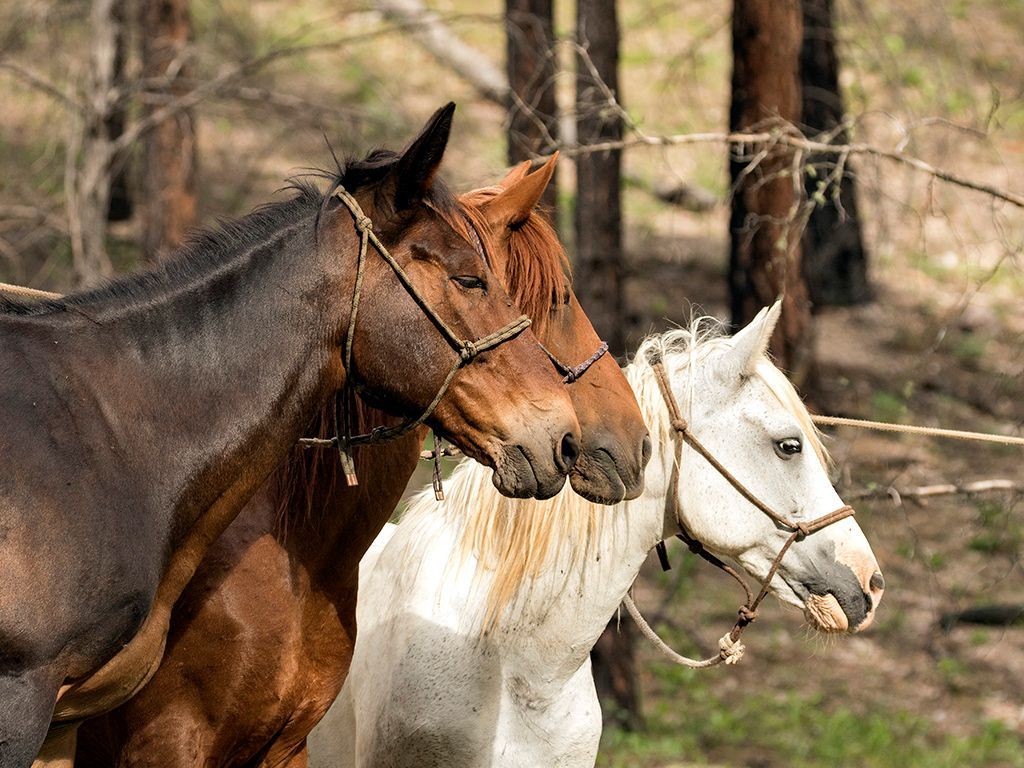 Three horses grazing in a wooded pasture, including brown, black, and white horses.