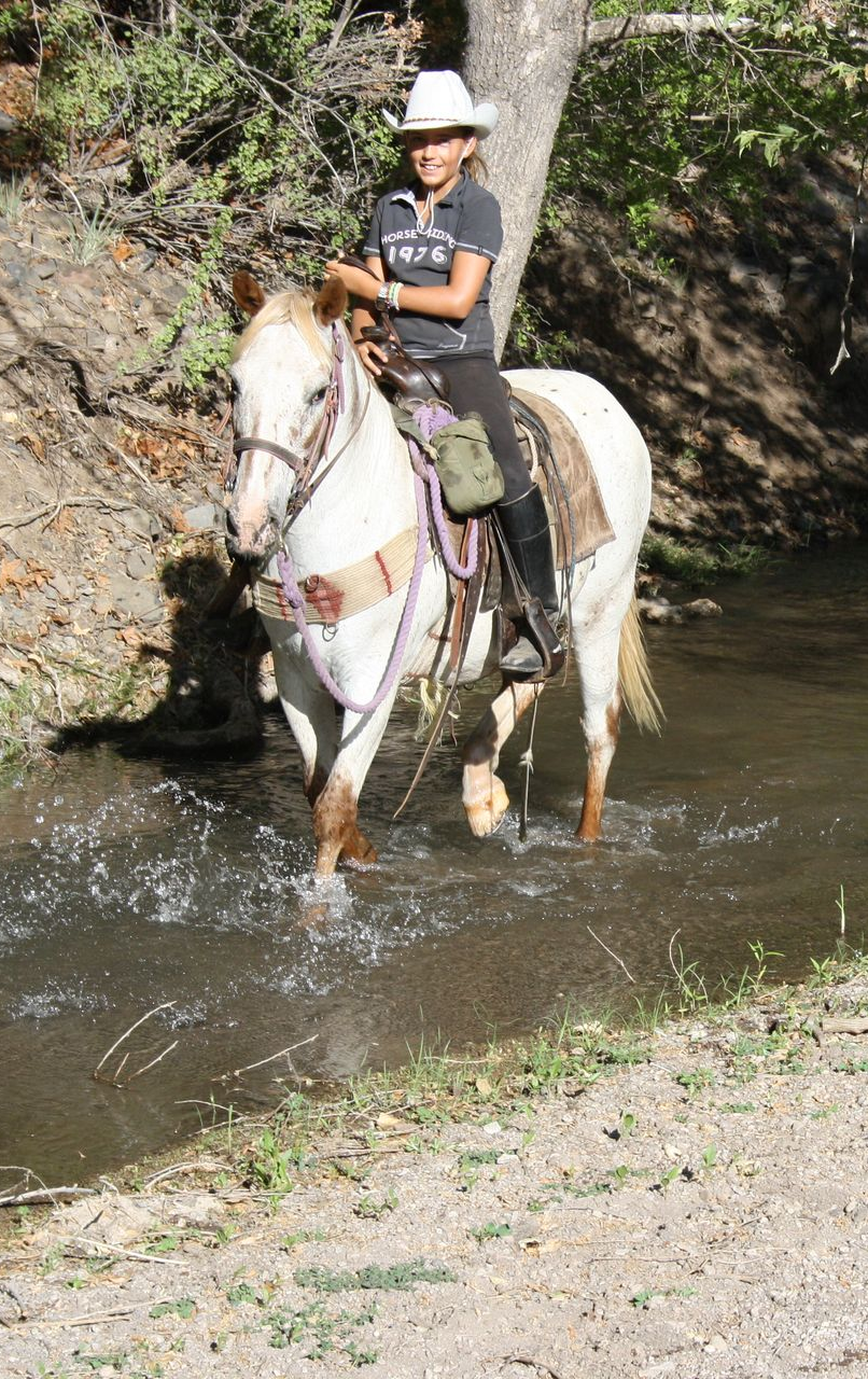 Person on a white horse wading through a shallow creek in a wooded area