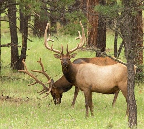 A person in camouflage clothing poses at night behind a large, harvested elk with impressive antlers in a wooded area.
