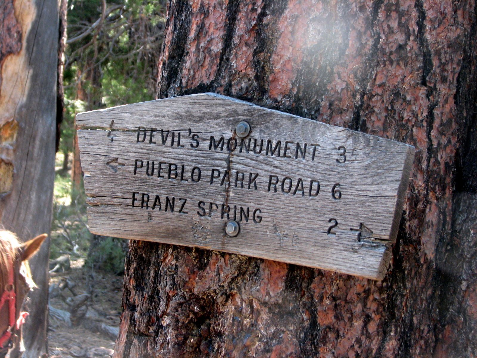 Wooden trail sign on a tree pointing to Devil's Monument, Pueblo Park Road, and Franz Spring