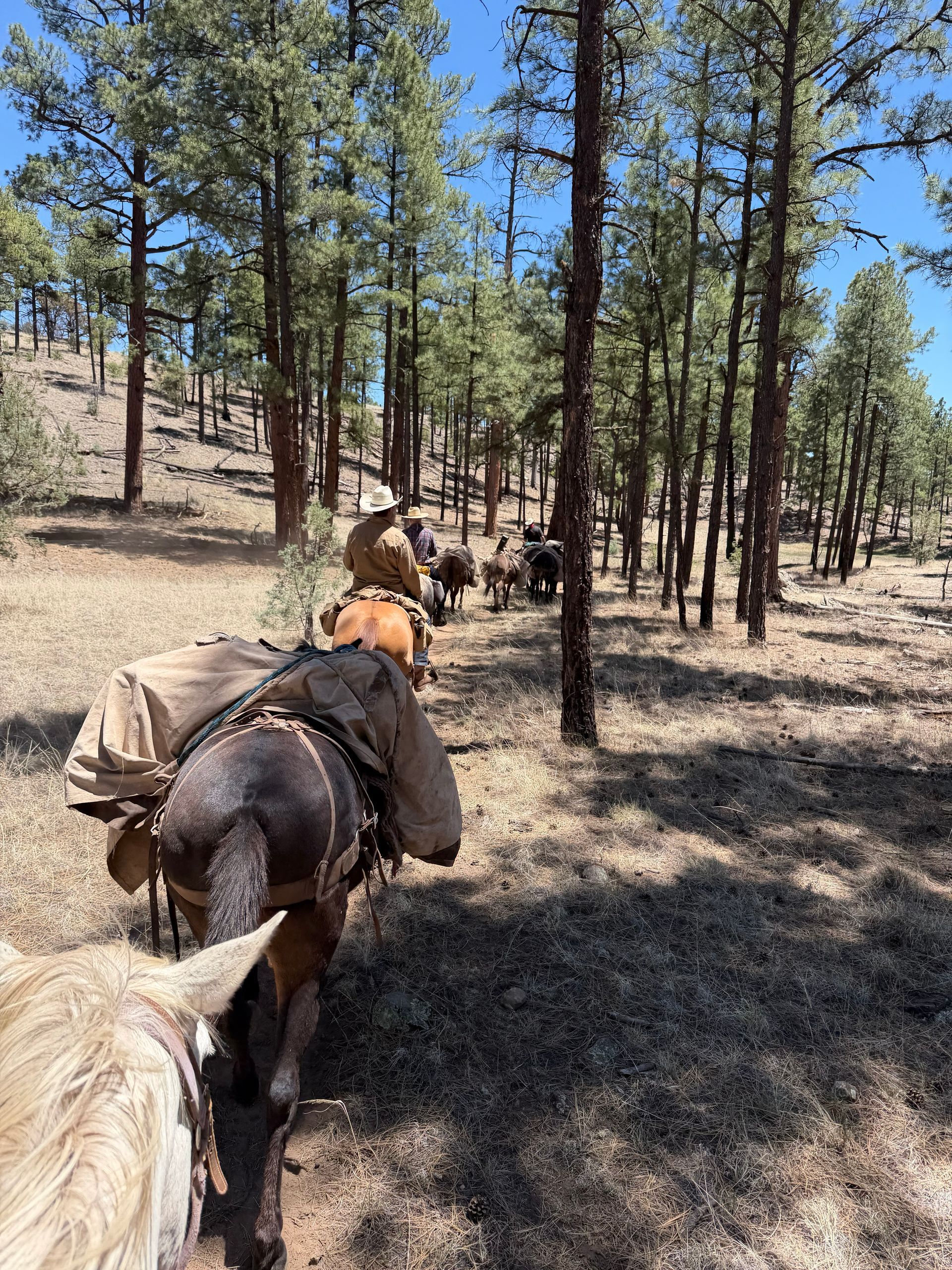 Pack horses and riders on a pine forest trail in bright daylight