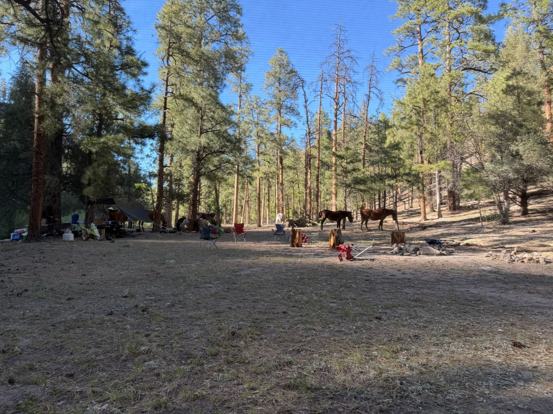 Forest clearing with a few people and a dog, surrounded by tall pine trees under a bright blue sky
