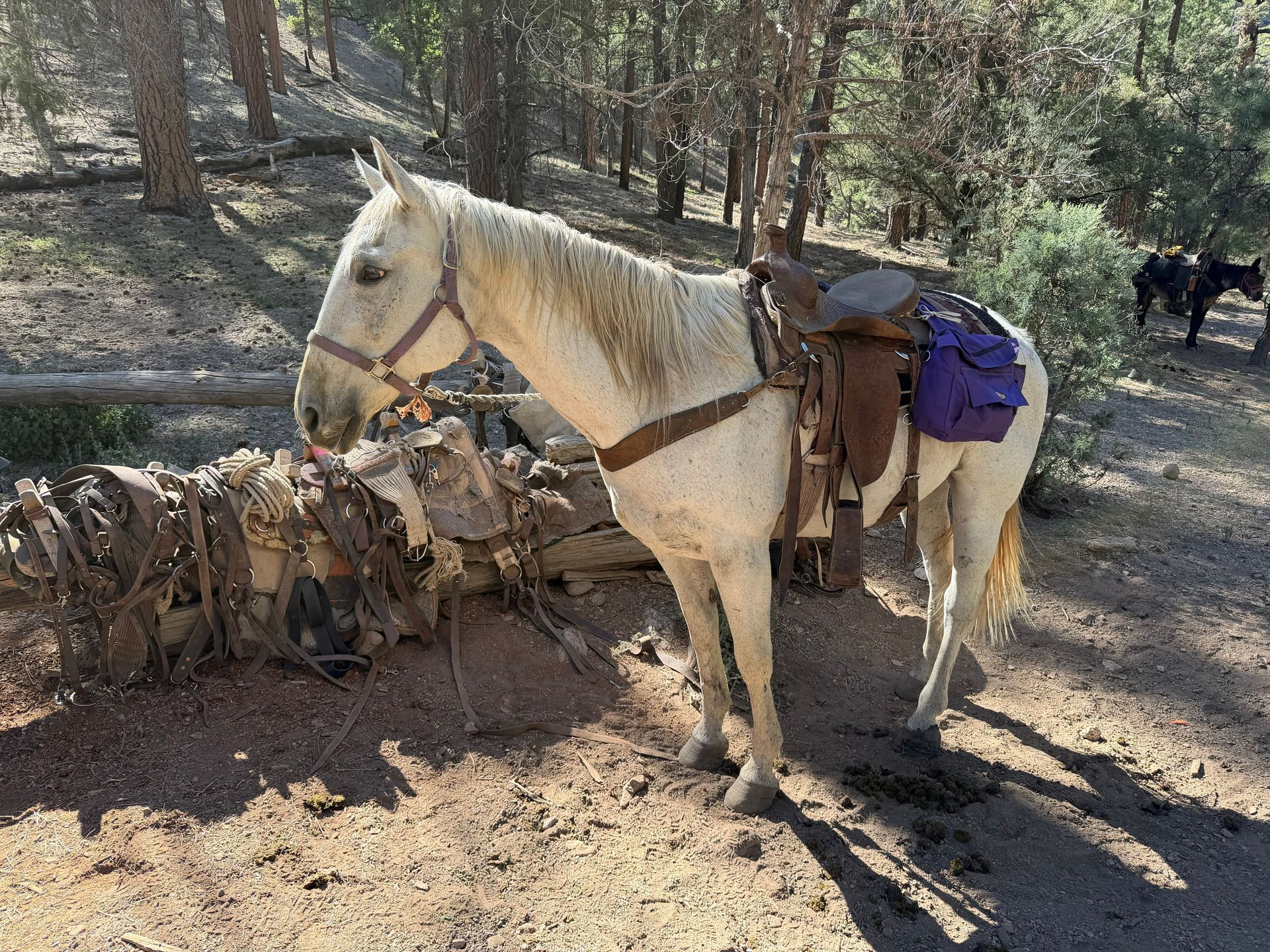 White horse with saddlebags standing on a wooded trail next to gear