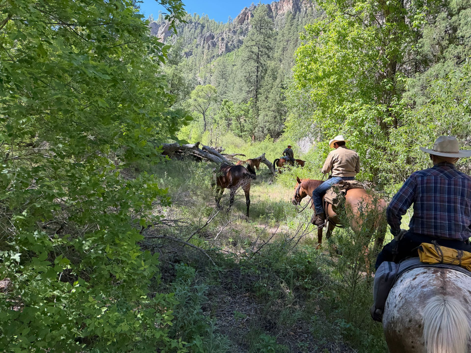 Horse riders on a forest trail beside a rocky canyon in green summer woods