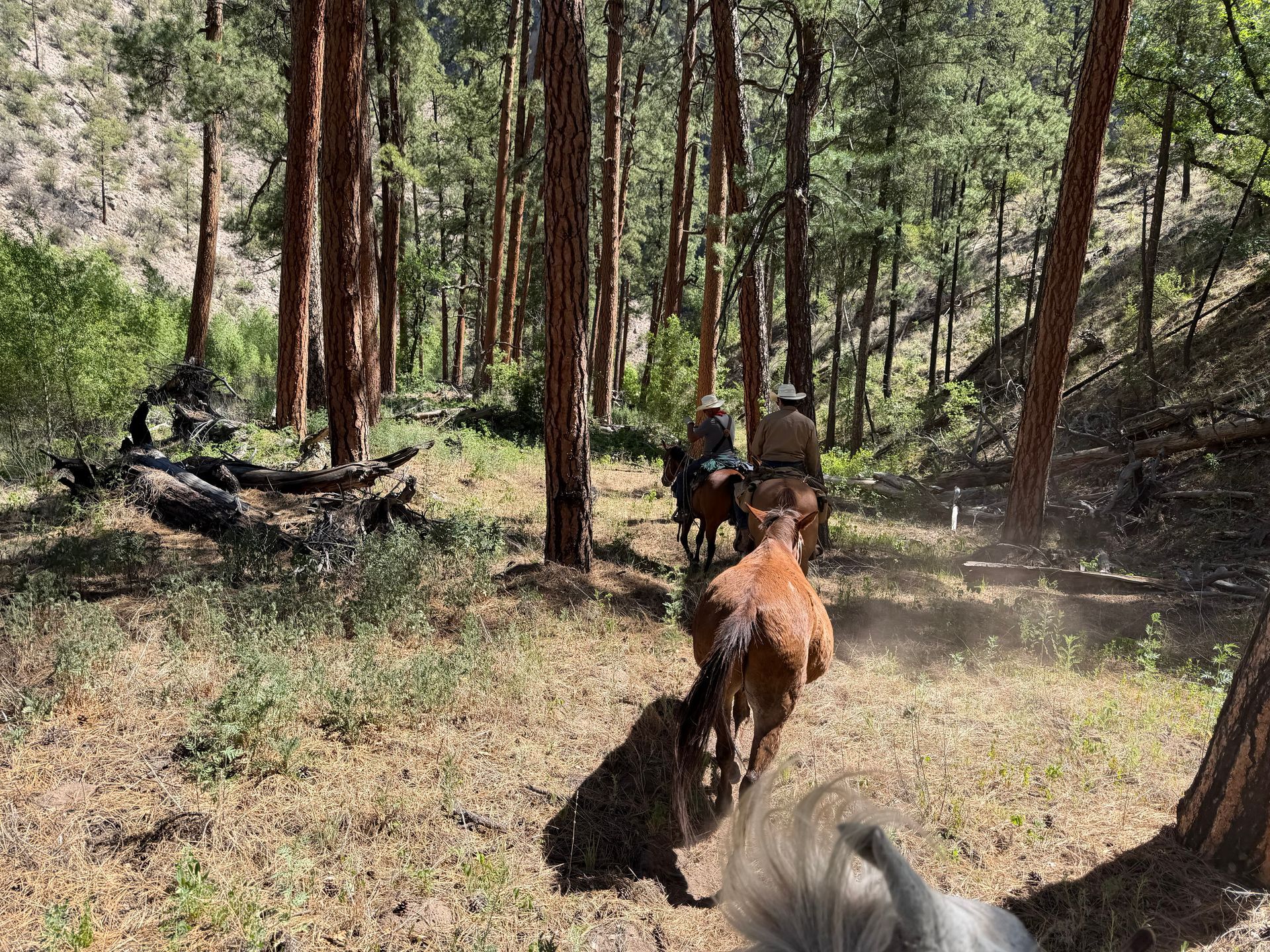 Two people and a brown dog walking on a forest trail among tall trees and dust.