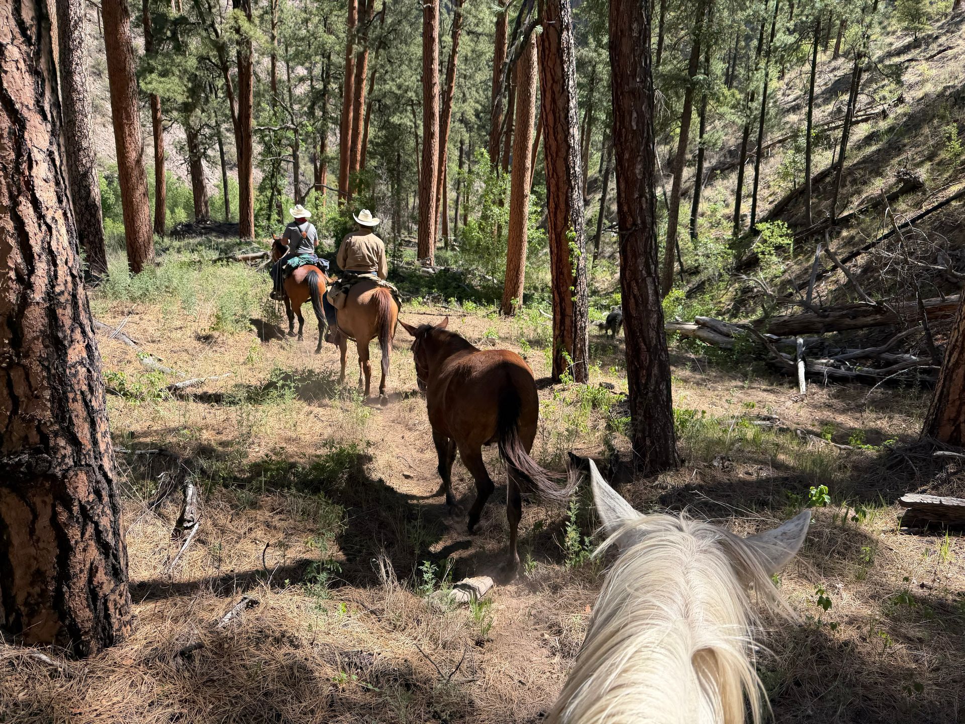 Horse riders on a forest trail, seen from behind in a sunny pine woods.