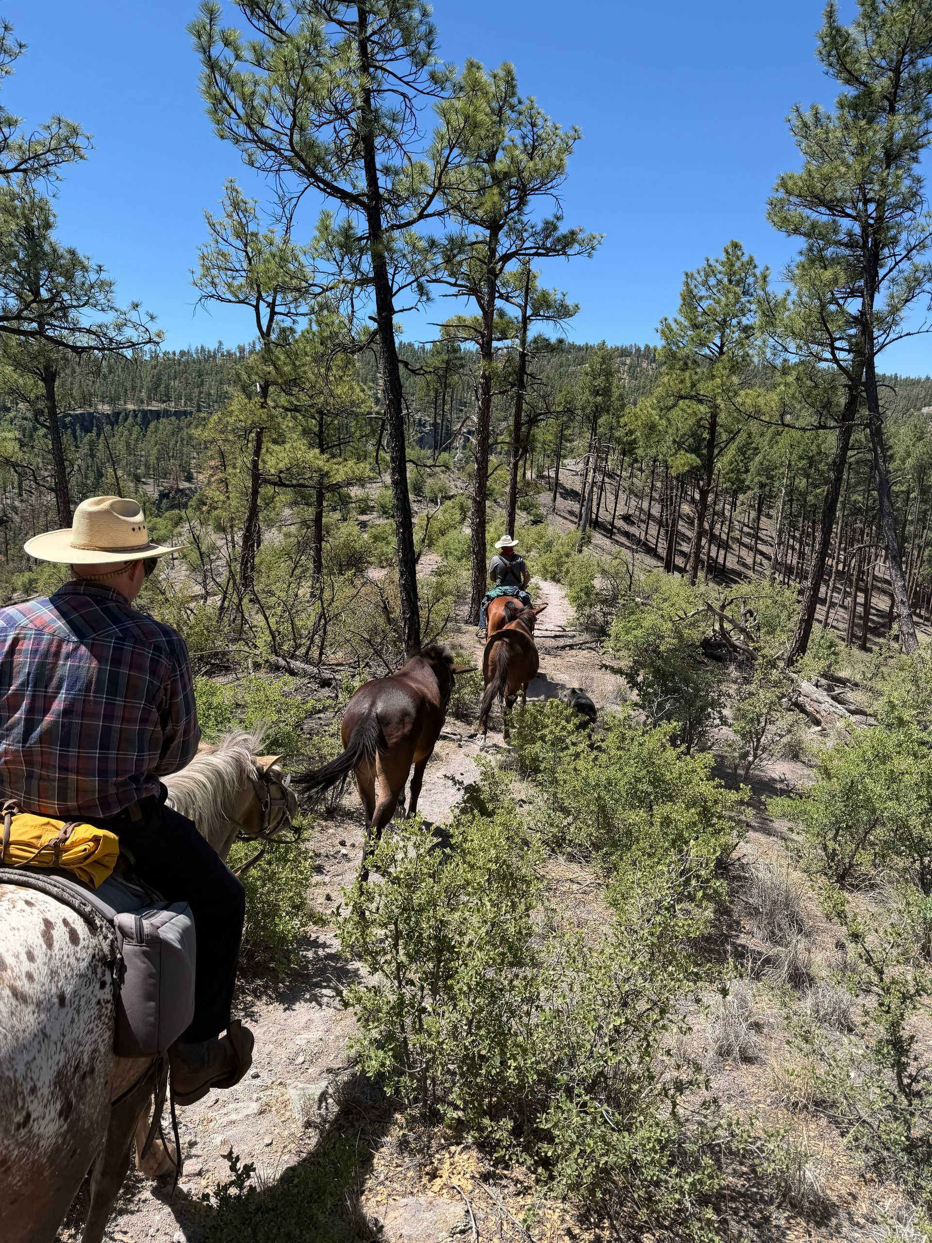 Horseback riders on a sunny forest trail beneath tall pine trees