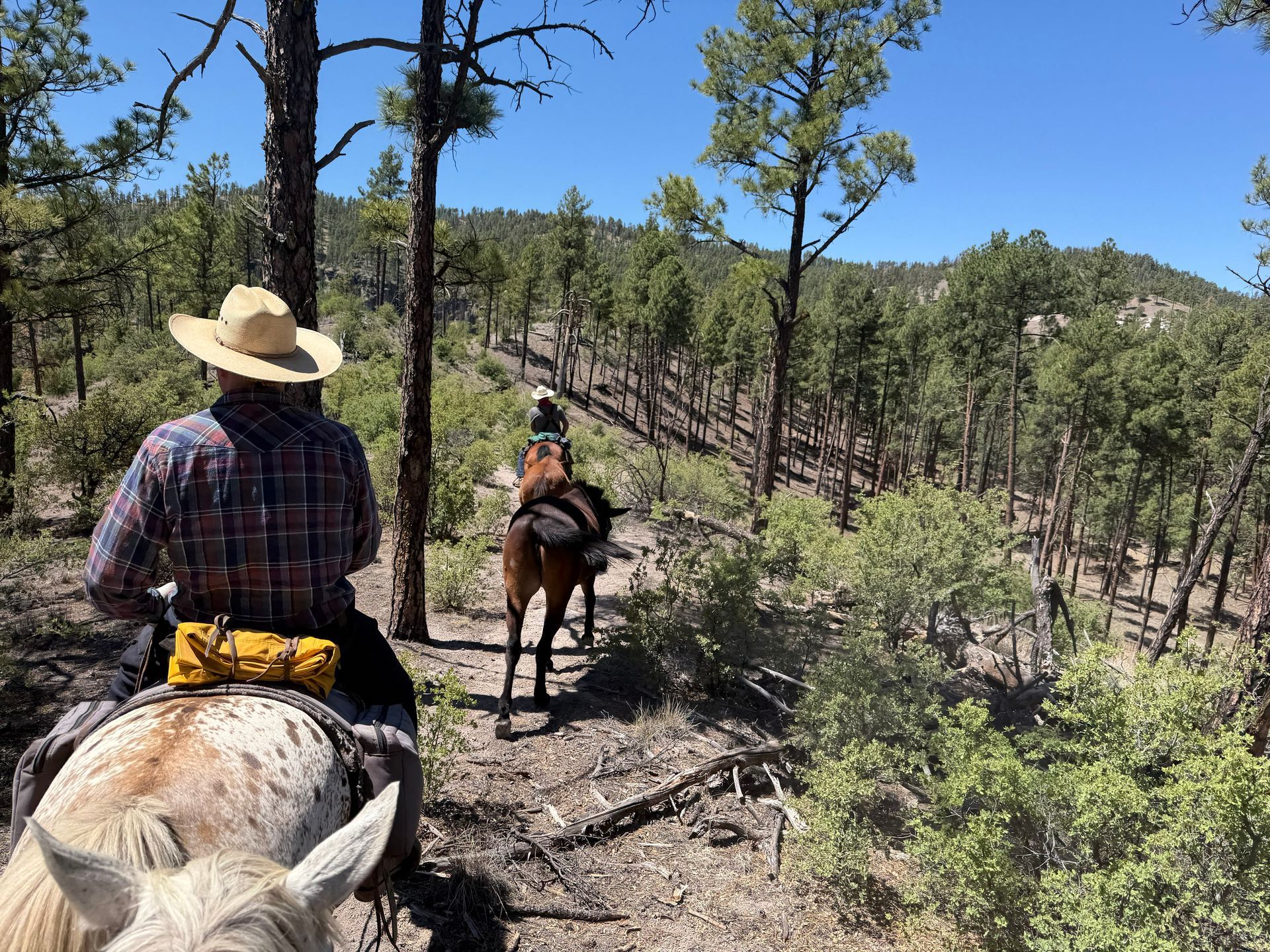 Horse riders on a narrow forest trail under a clear blue sky
