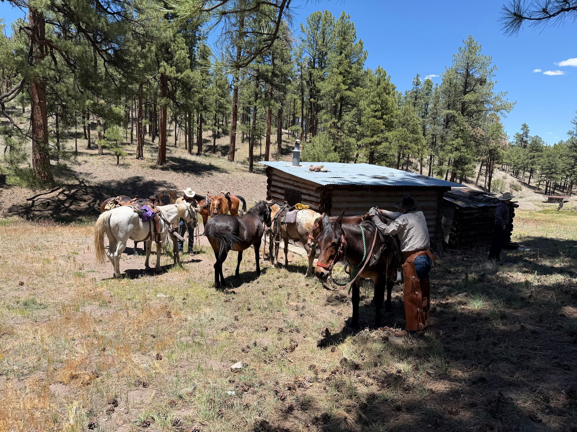 Horses standing beside a small shed in a pine forest clearing, with a person nearby.