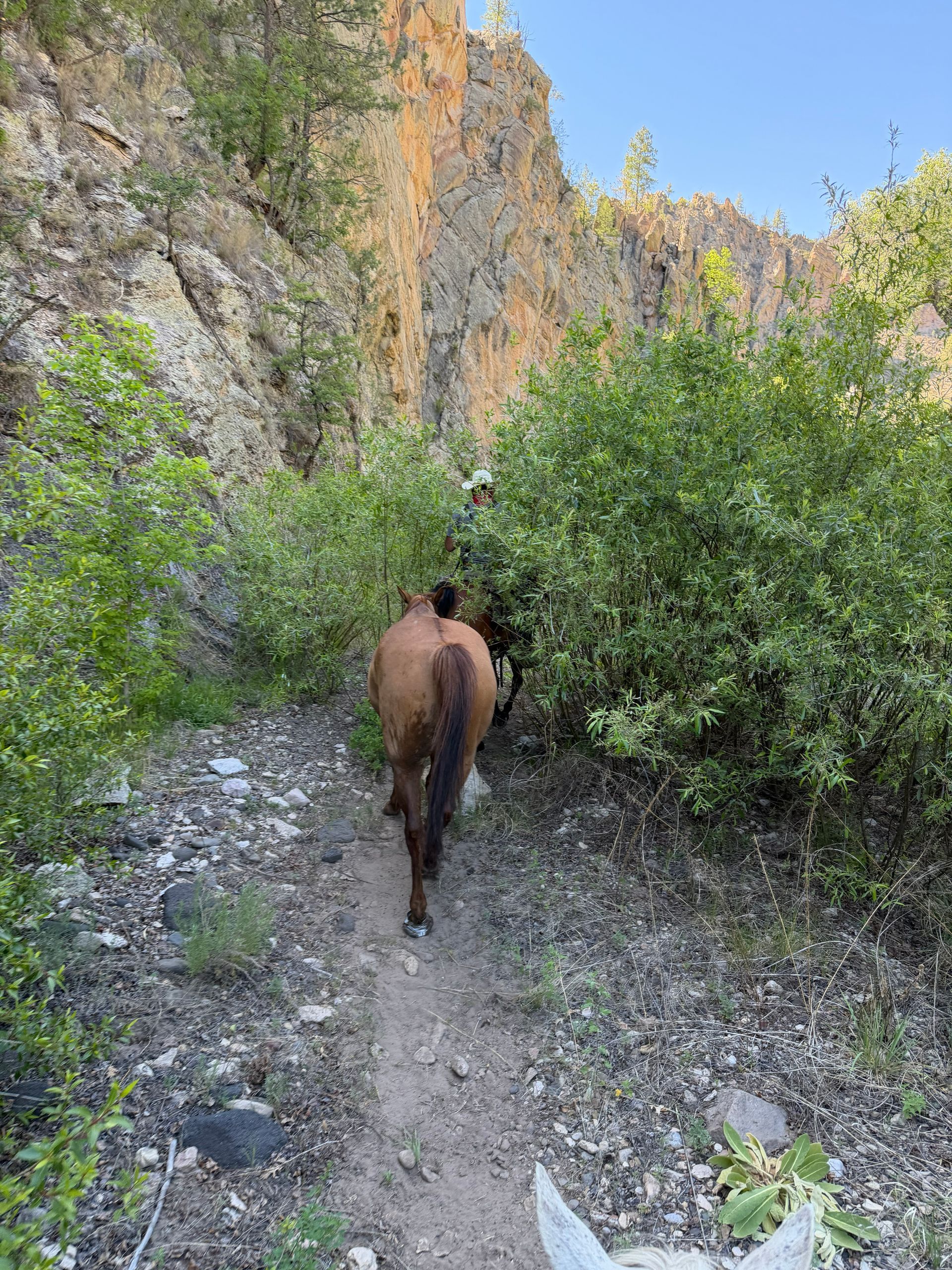 Horse walking along a narrow trail between rocky cliffs and green bushes.
