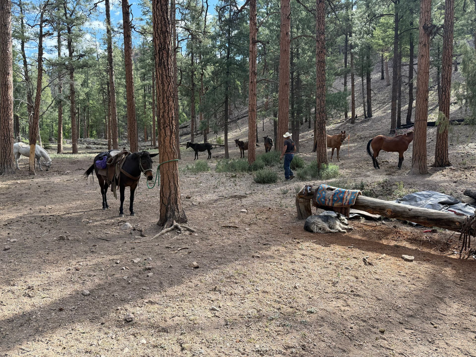 Several horses standing among pine trees in a forest clearing, with a fallen log in the foreground