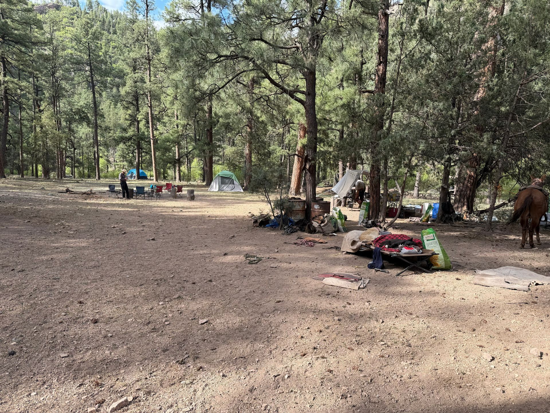 Wooded campsite with tents, a picnic table, and gear scattered on the ground