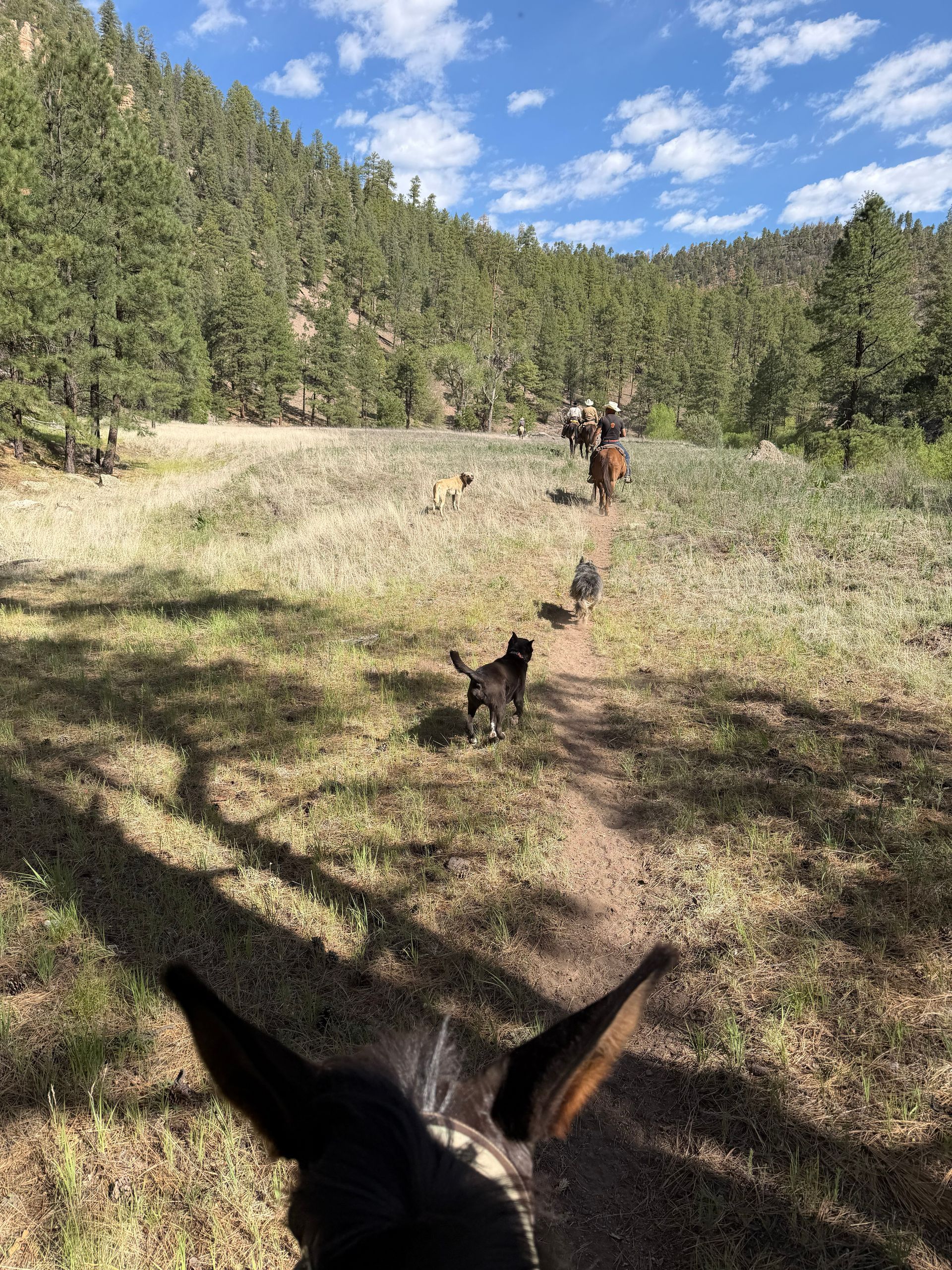 Dogs hiking along a sunny forest trail with mountains and blue sky in the background