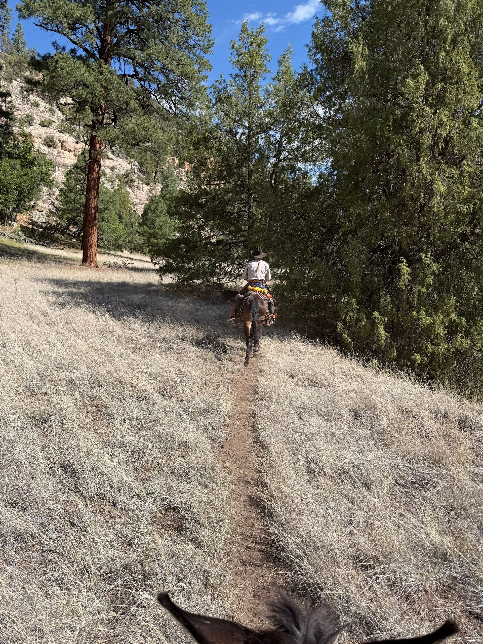 Mountain bike rider on a narrow dirt trail through dry grass and pine trees, with handlebars visible in front.