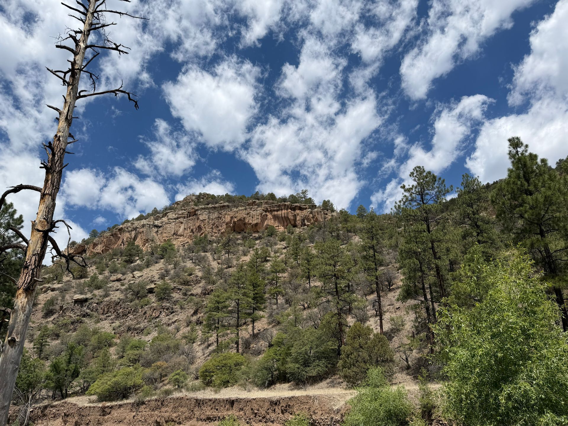 Rocky hillside with sparse pine trees under a partly cloudy blue sky
