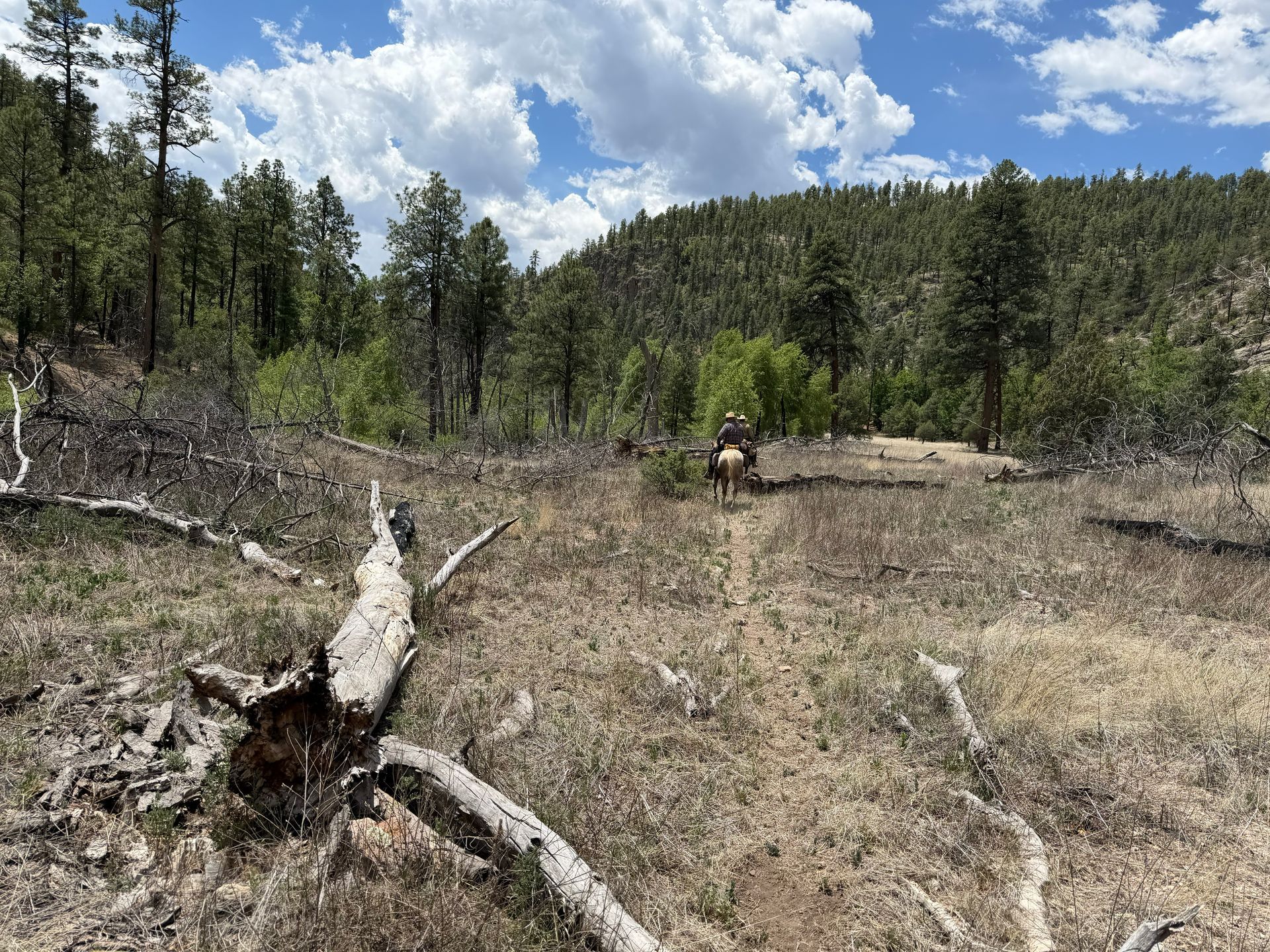 Burned forest clearing with fallen logs, dry grass, and a cloudy blue sky