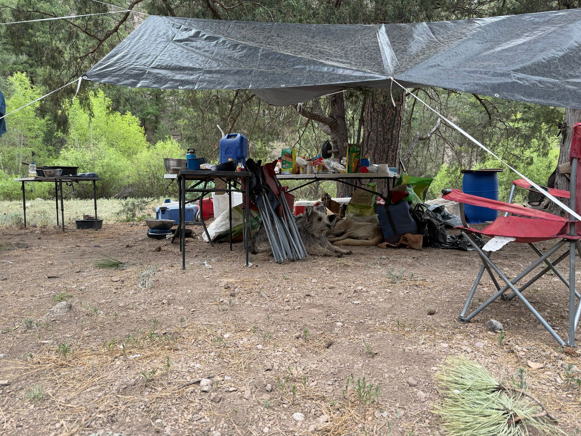 Outdoor campsite with a mesh tarp shelter, picnic table, folding chairs, and camping gear among trees.