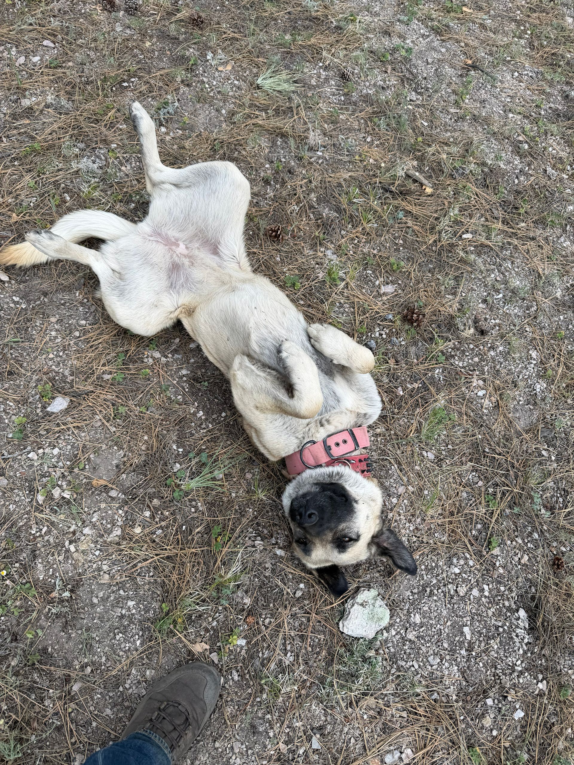 Small black-and-white dog lying on its back on grass, wearing a pink harness and playing with a ball.