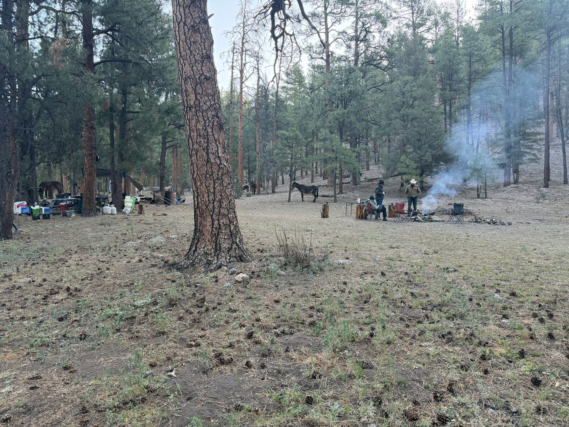 People gathered in a pine forest around a small campfire with smoke rising.