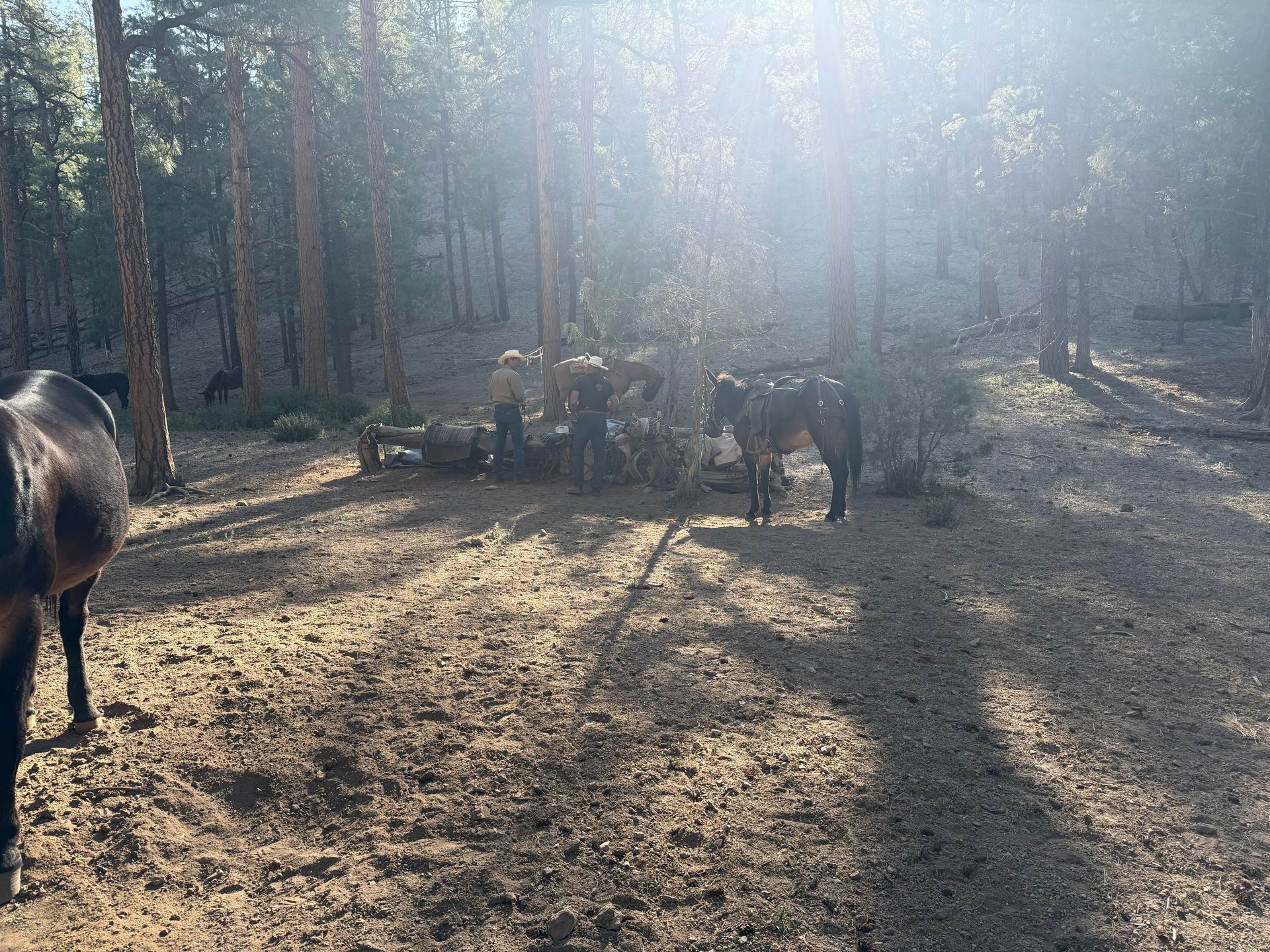 Cows standing in a sunlit forest clearing with long shadows on the ground