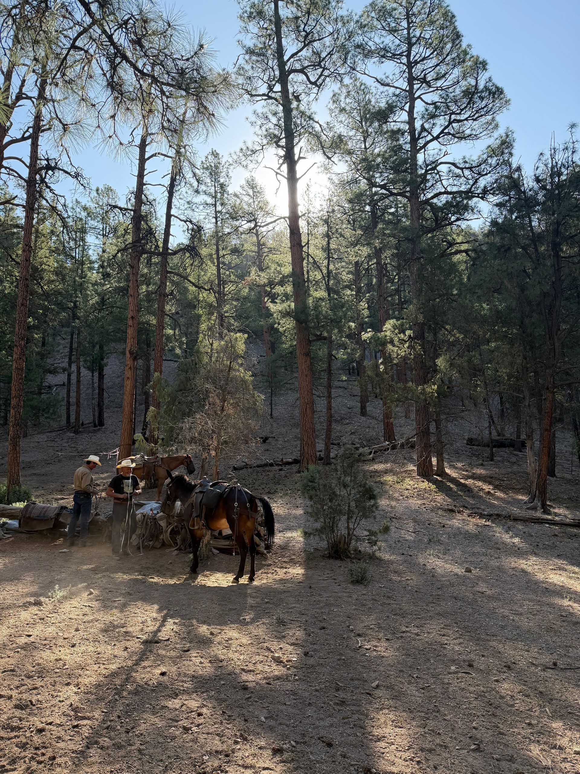 Two horses grazing in a sunlit pine forest clearing