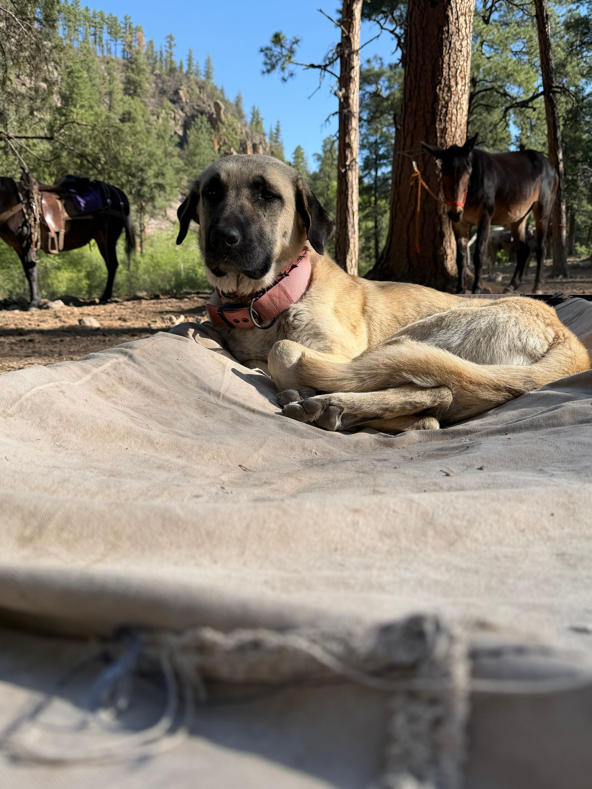 Dog lying on a dusty road with horses standing in a wooded outdoor area