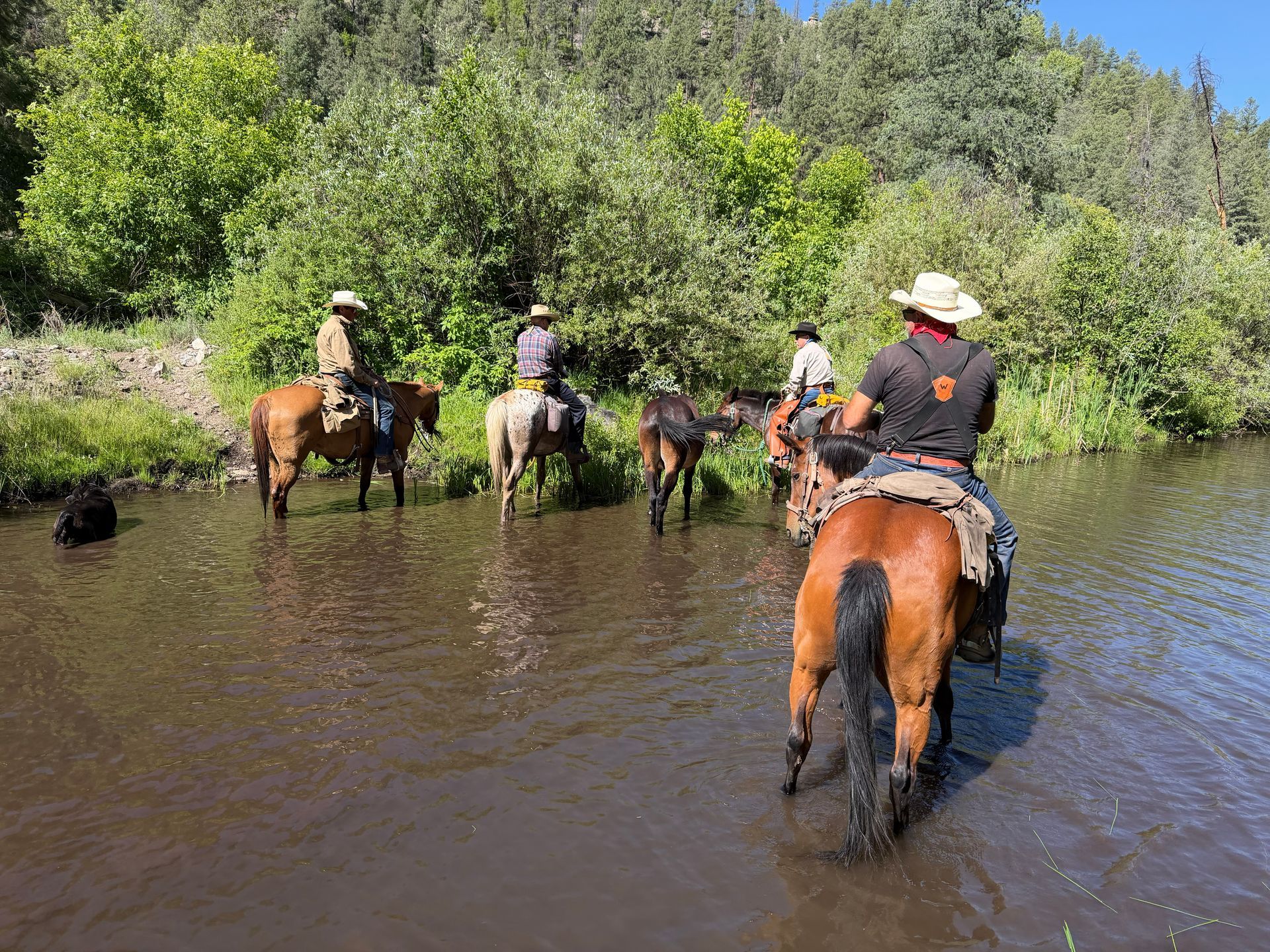 Four horseback riders wade through a shallow river in a green forested area.