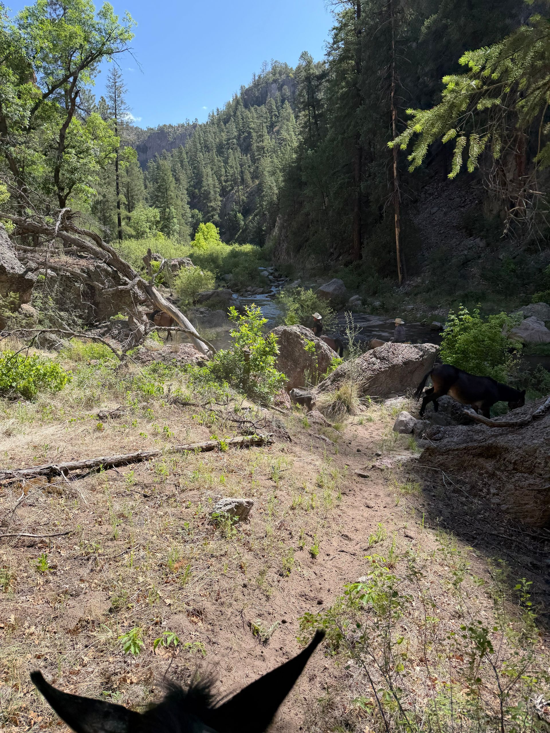Sunlit forest trail with rocky hillside, dense trees, and a dog at the lower right edge