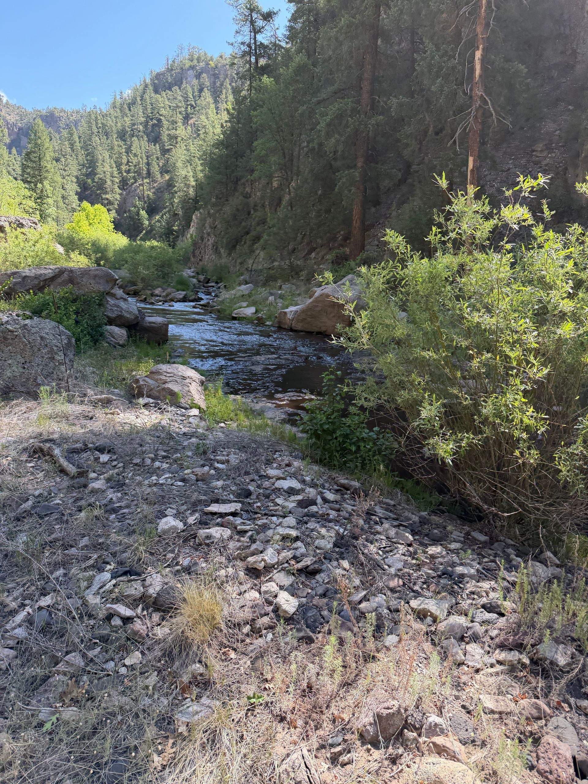 Rocky riverbank with flowing stream, green shrubs, and forested mountains in bright sunlight