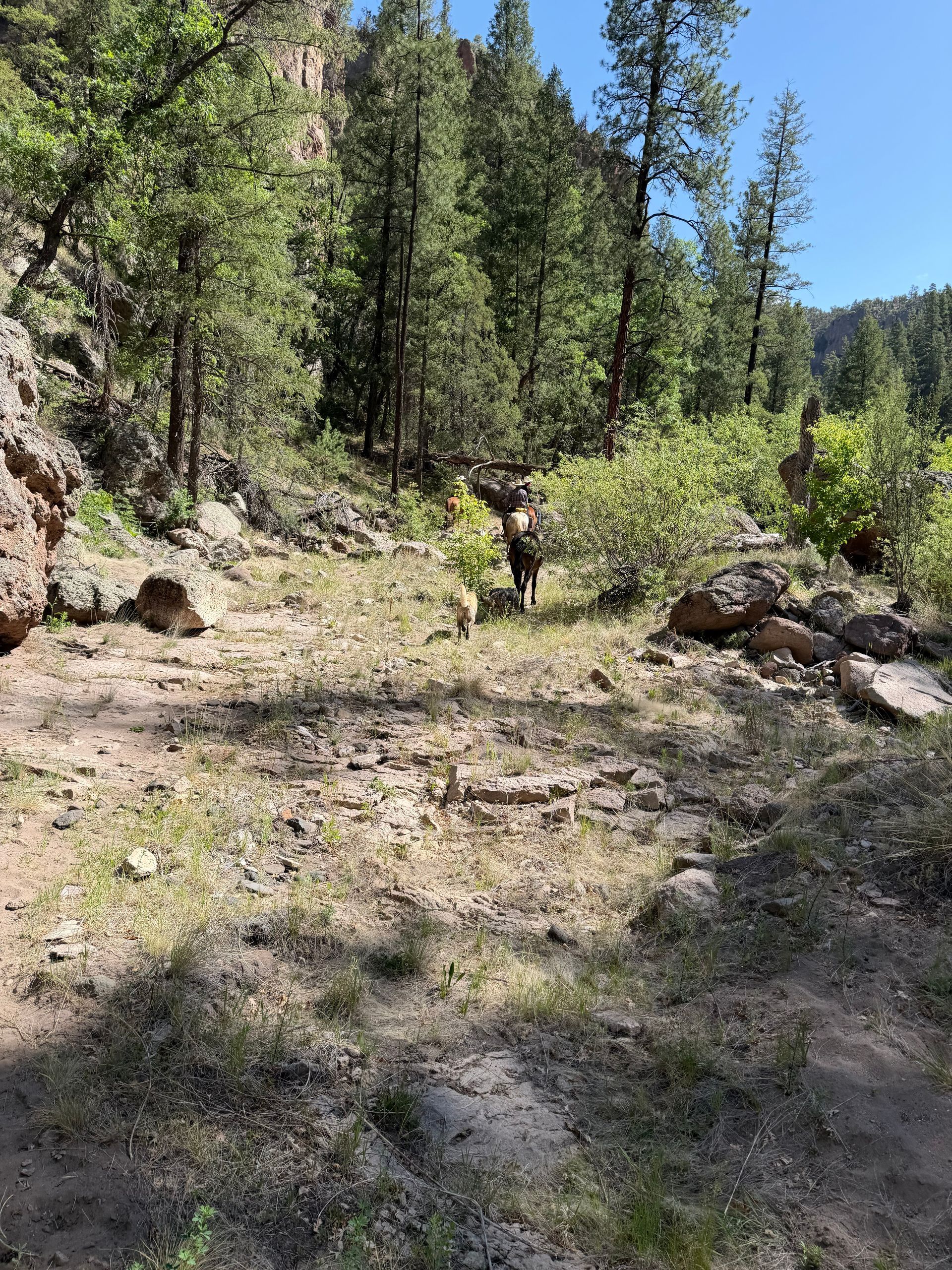 Hiker on a sunny forest trail beside rocky cliffs and tall pine trees