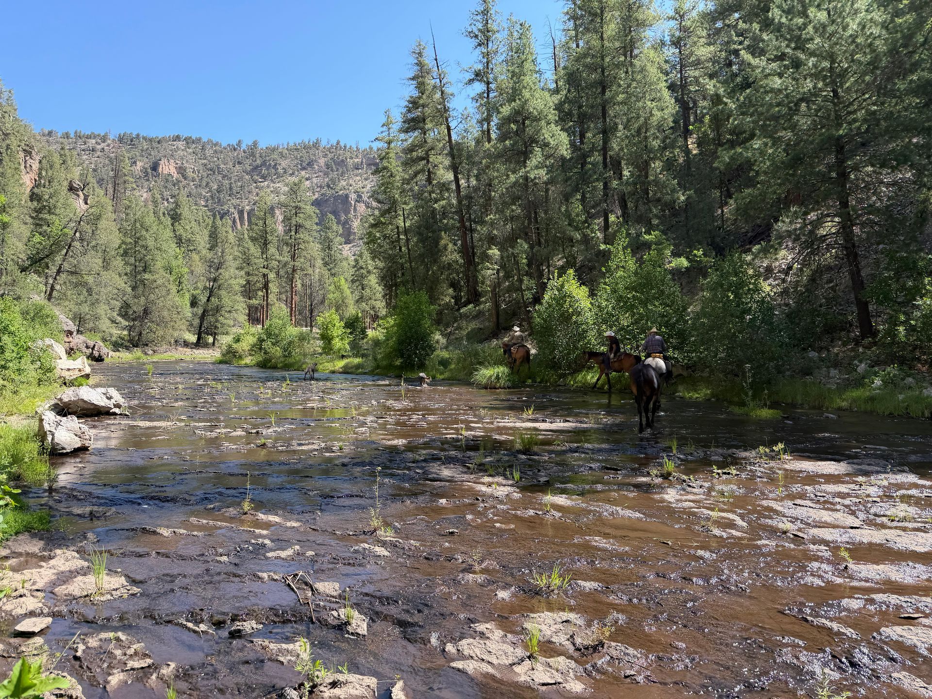 Shallow river in a pine forest with a person standing in the water near the right bank