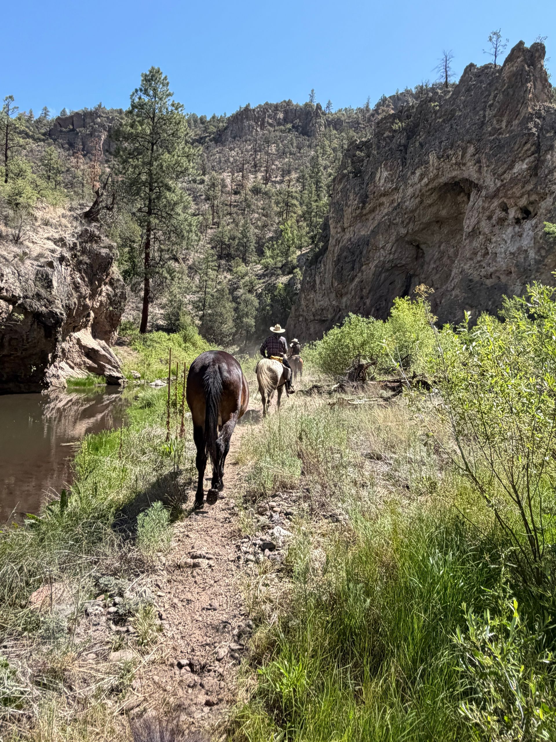 Two horses walking along a narrow trail beside a river in a rocky canyon with trees and sunlight