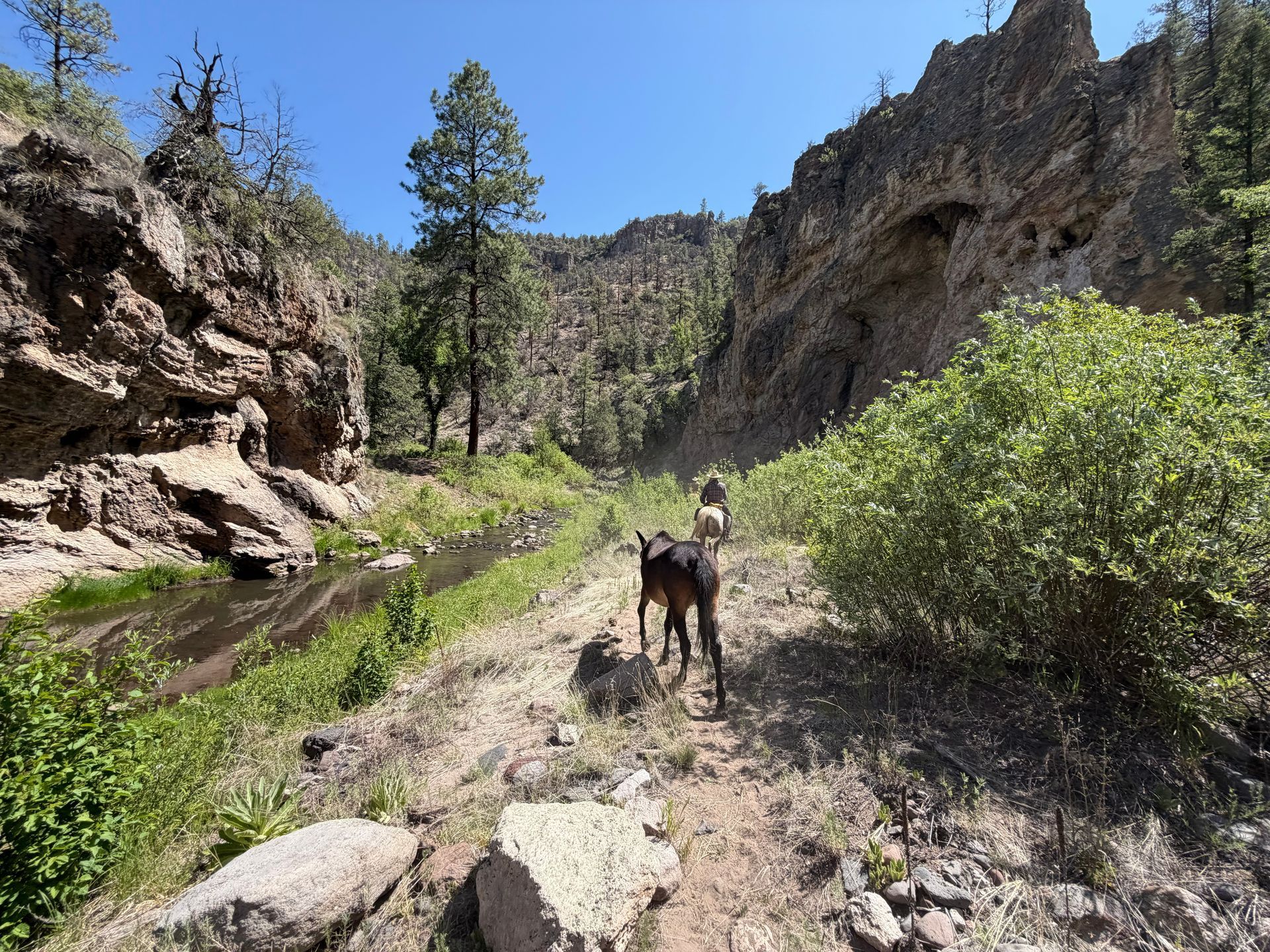 Dog on a rocky trail in a sunlit canyon with pine trees and green shrubs