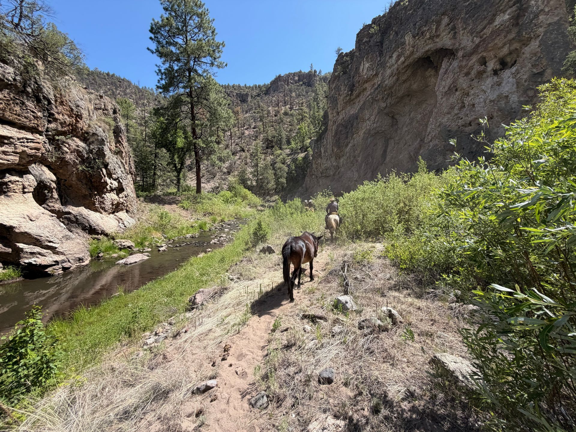 A hiker walks a narrow trail beside a creek in a rocky canyon with trees and green shrubs.