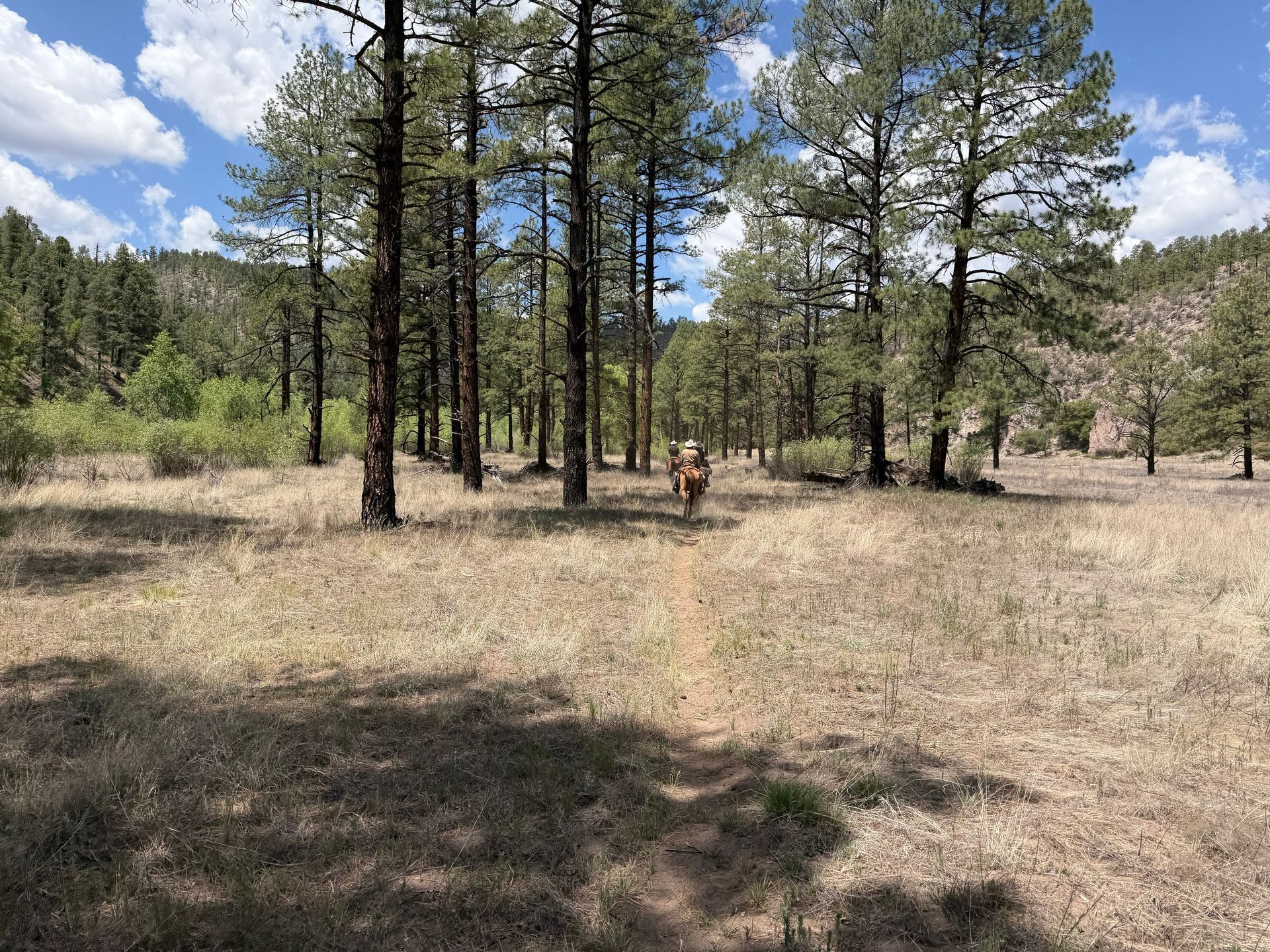 Forest clearing with pine trees, dry grass, and a person walking along a dirt path under a blue sky