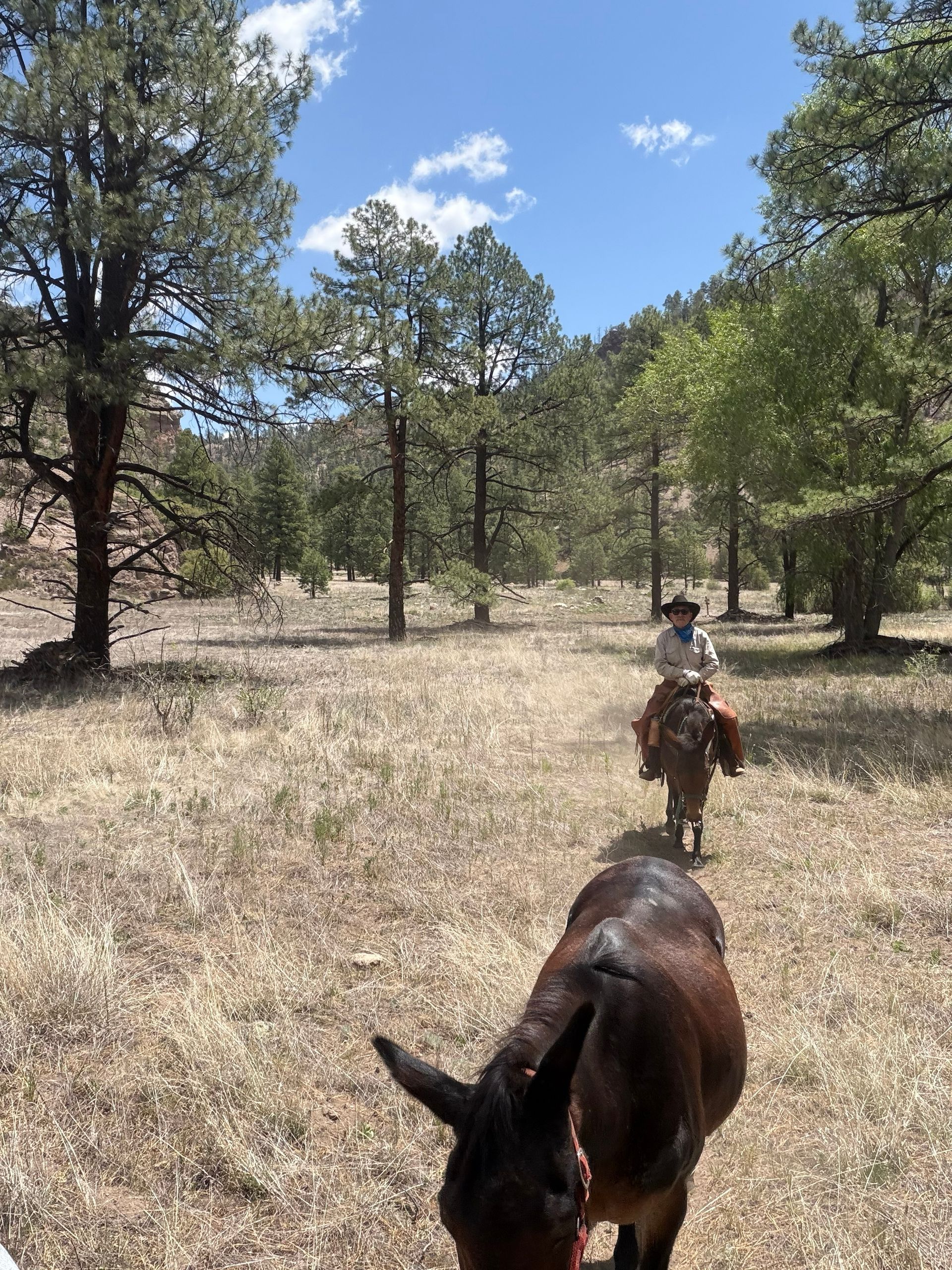 Two horses with riders on a grassy trail in a pine forest under a blue sky.