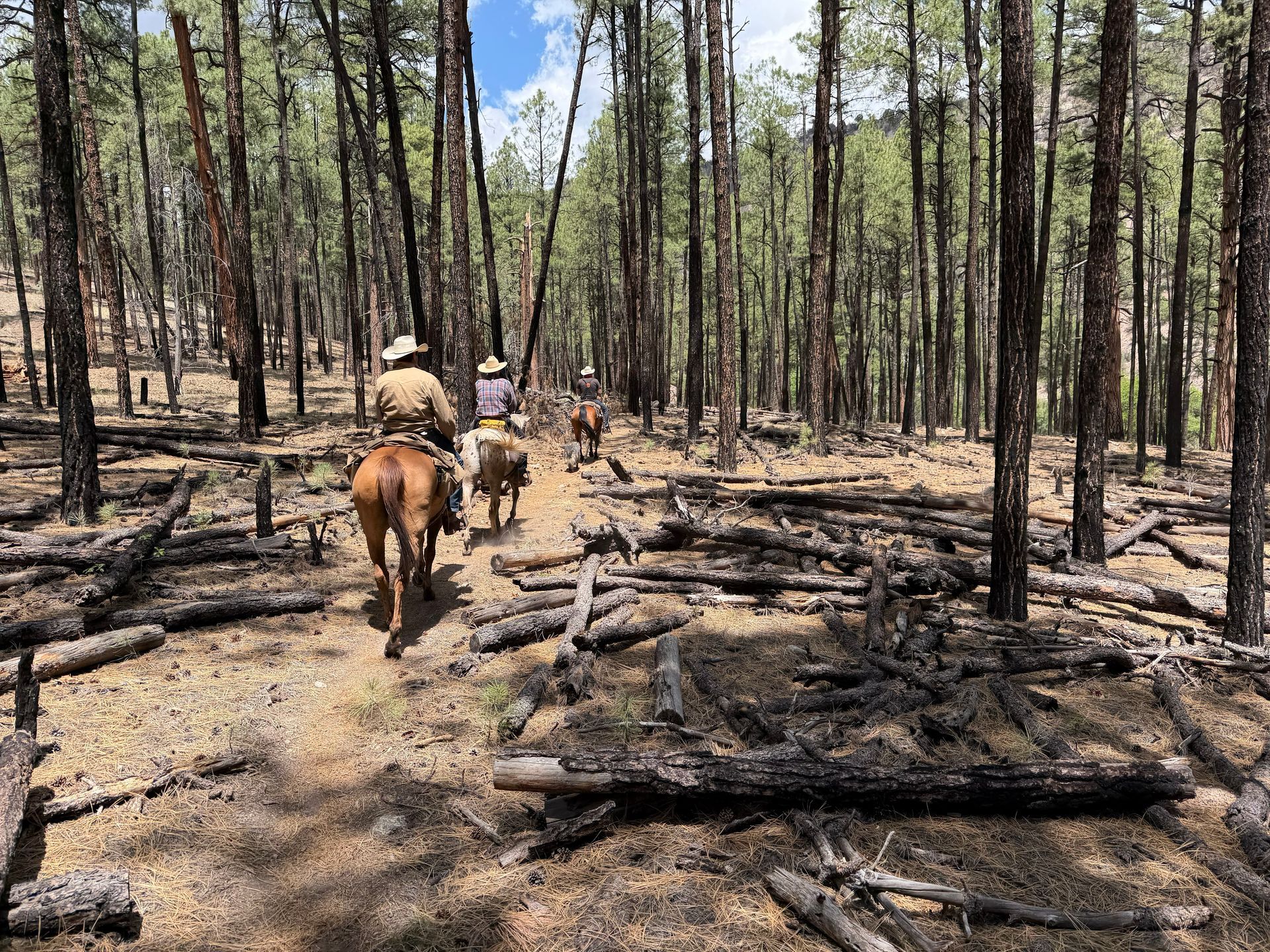 Horse riders on a forest trail through a burned, charred woodland