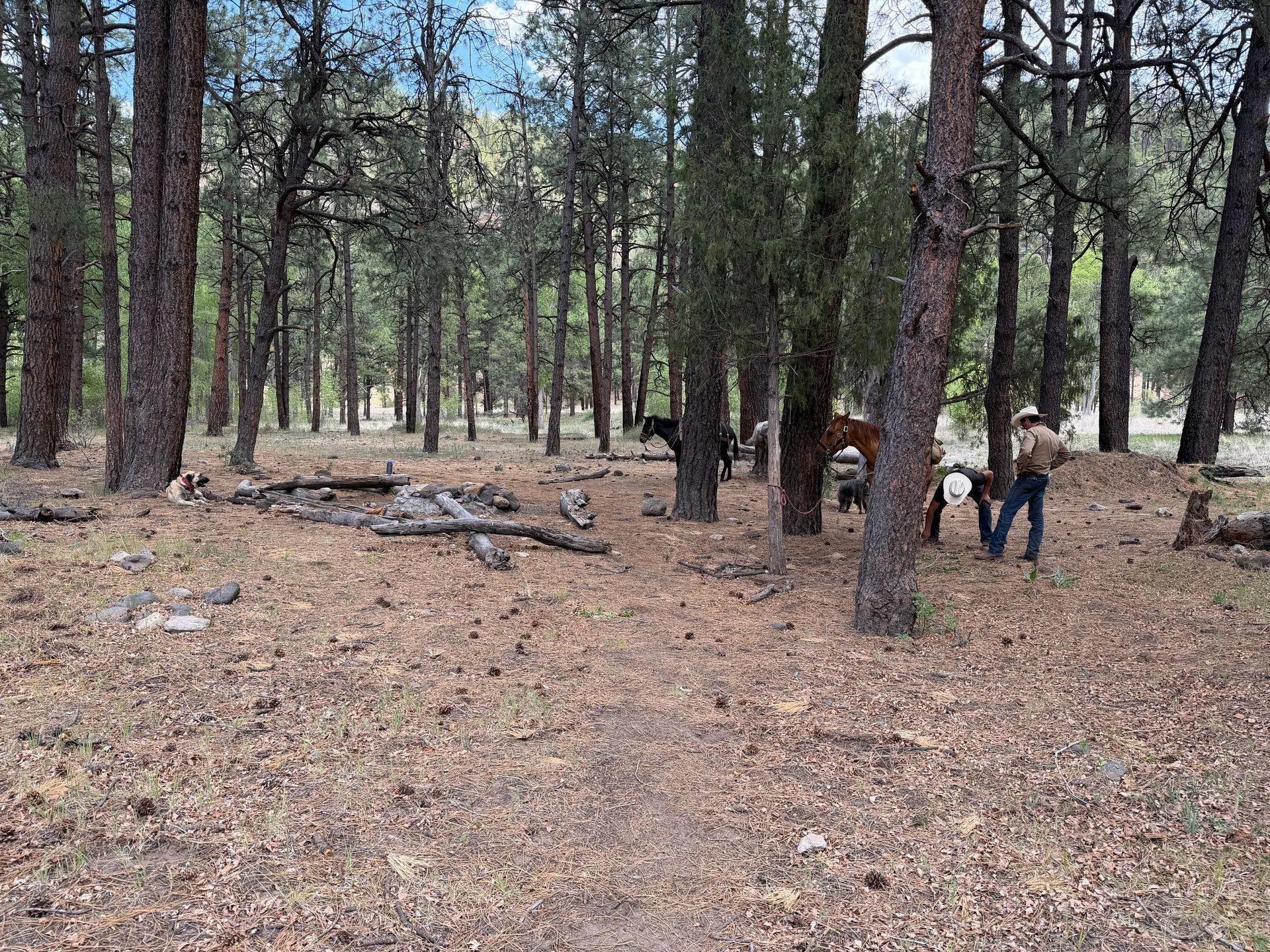 Two people standing among tall pine trees in a wooded clearing with fallen branches on the ground