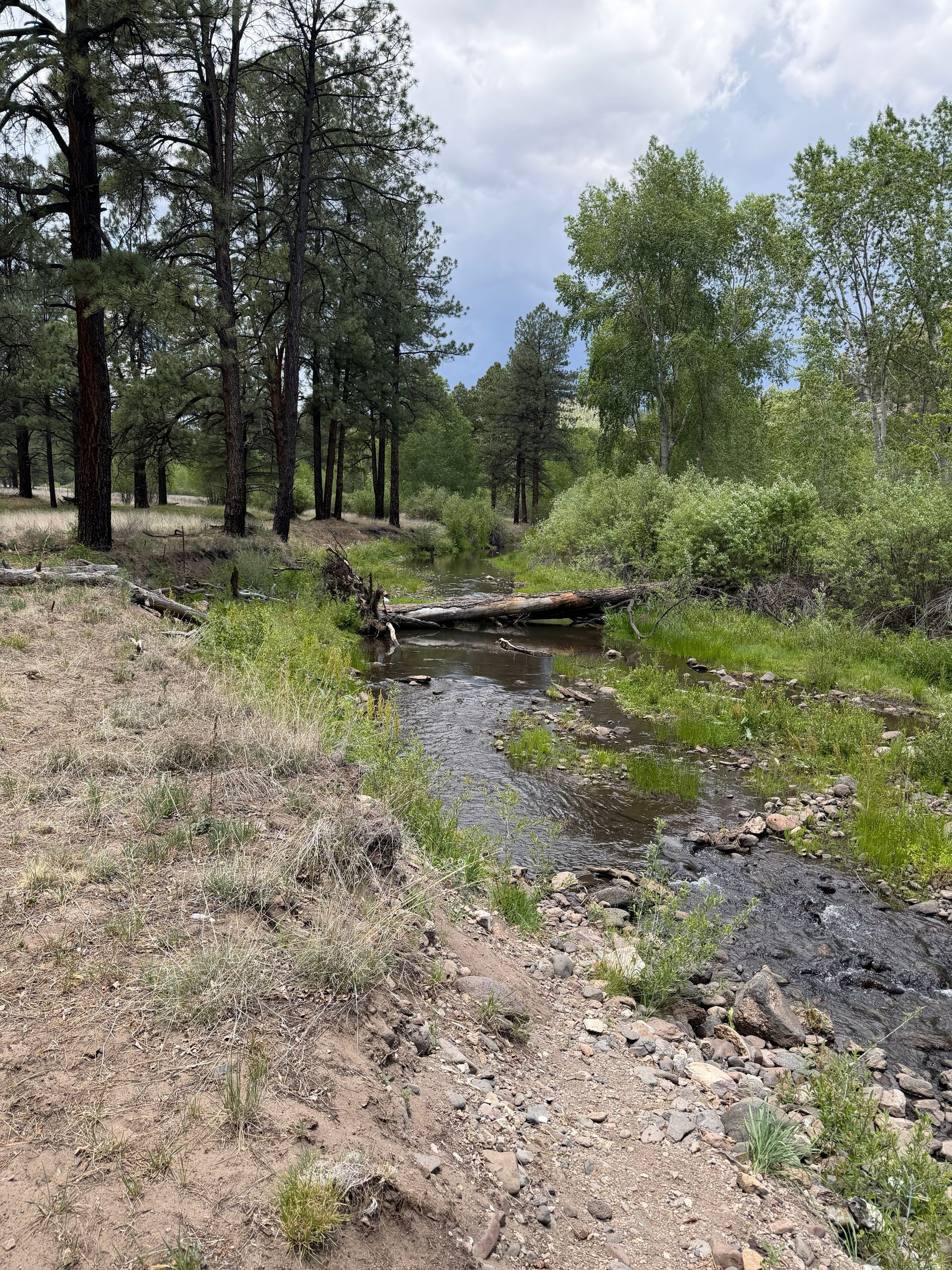 Wooded creek with a small log bridge, gravel bank, and green shrubs under cloudy skies