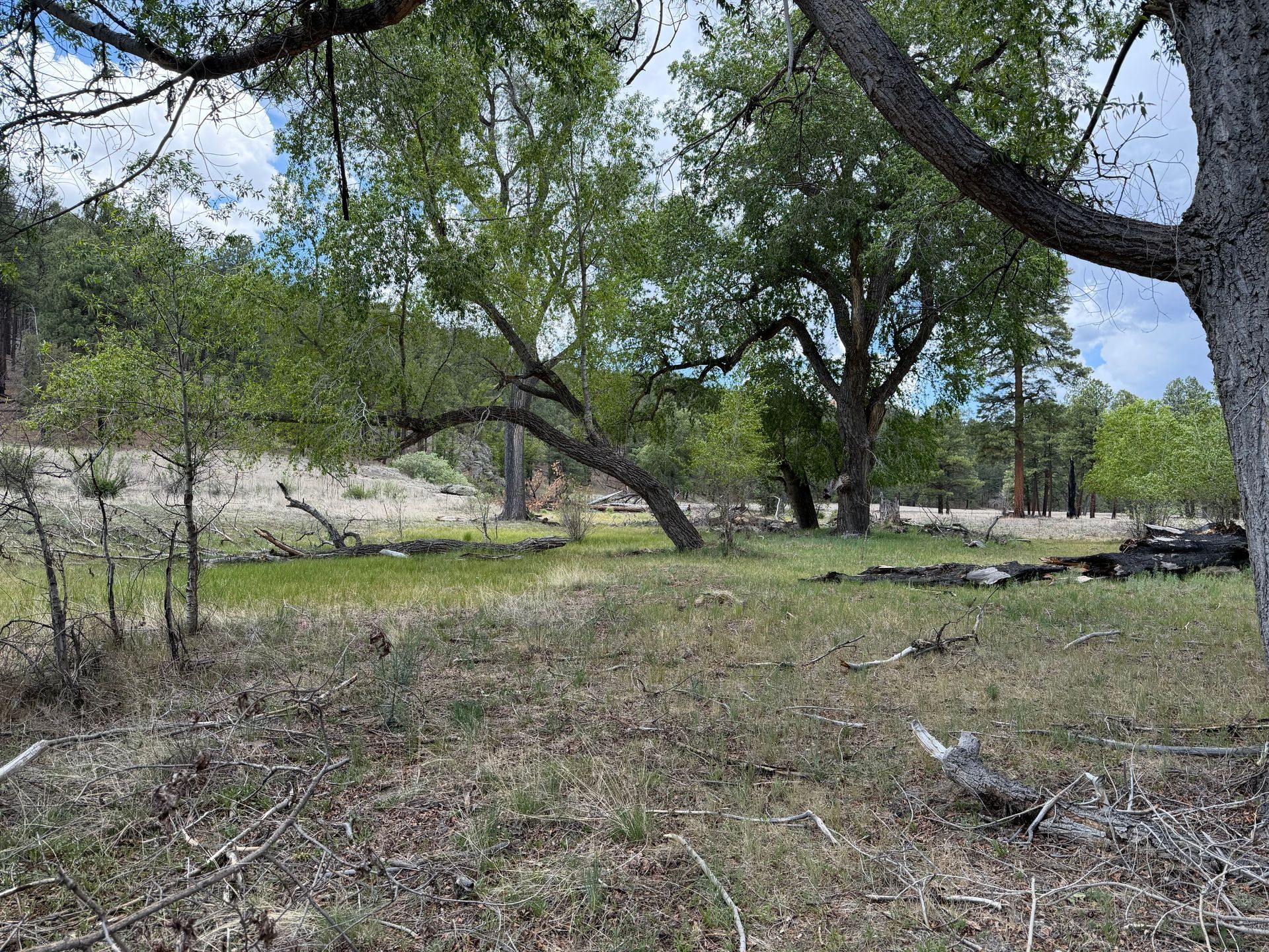 Dry grassy clearing with scattered trees and a rocky slope under a bright sky