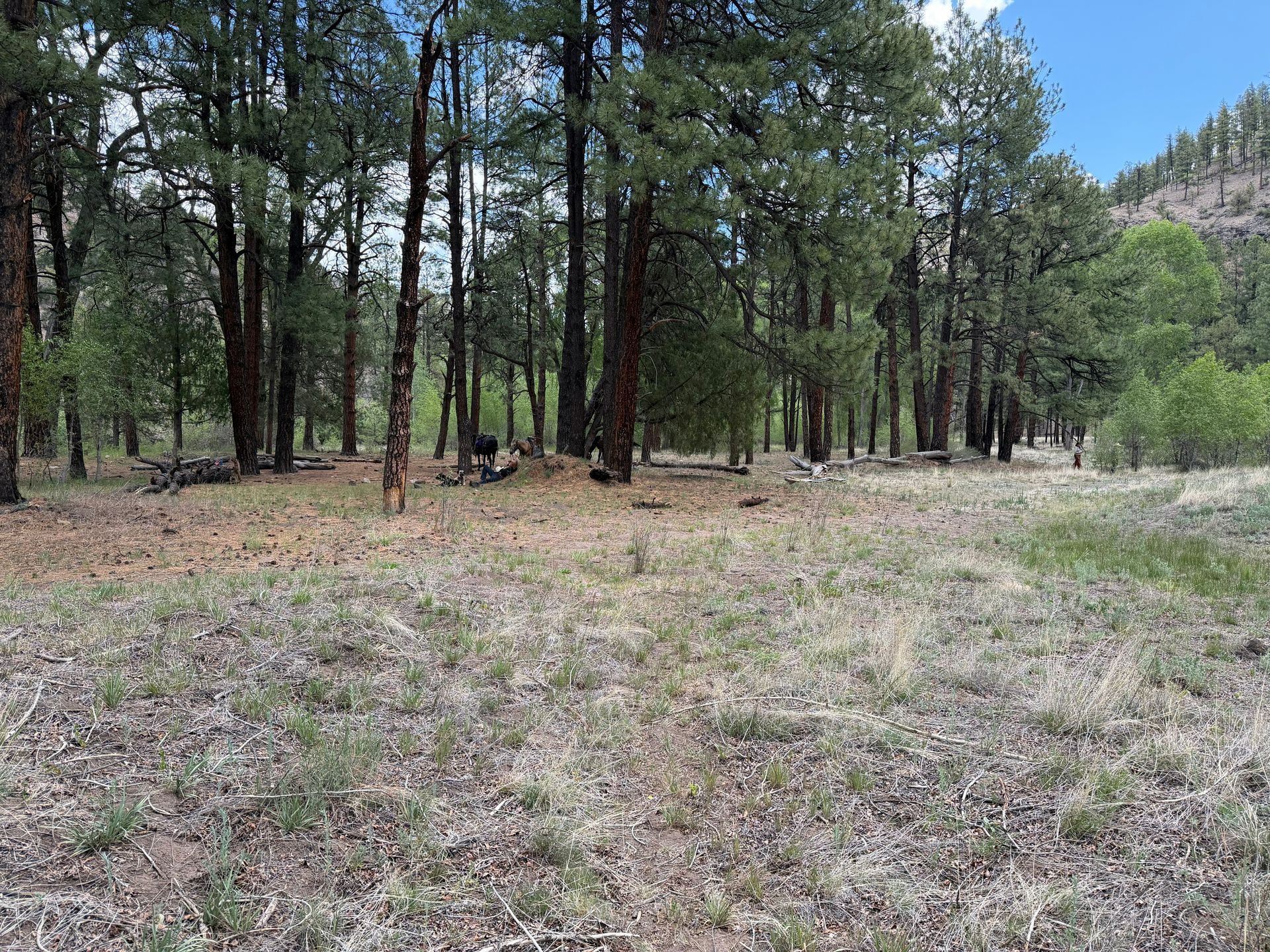 Sparse grassy clearing with tall pine trees and a rocky hill in the background
