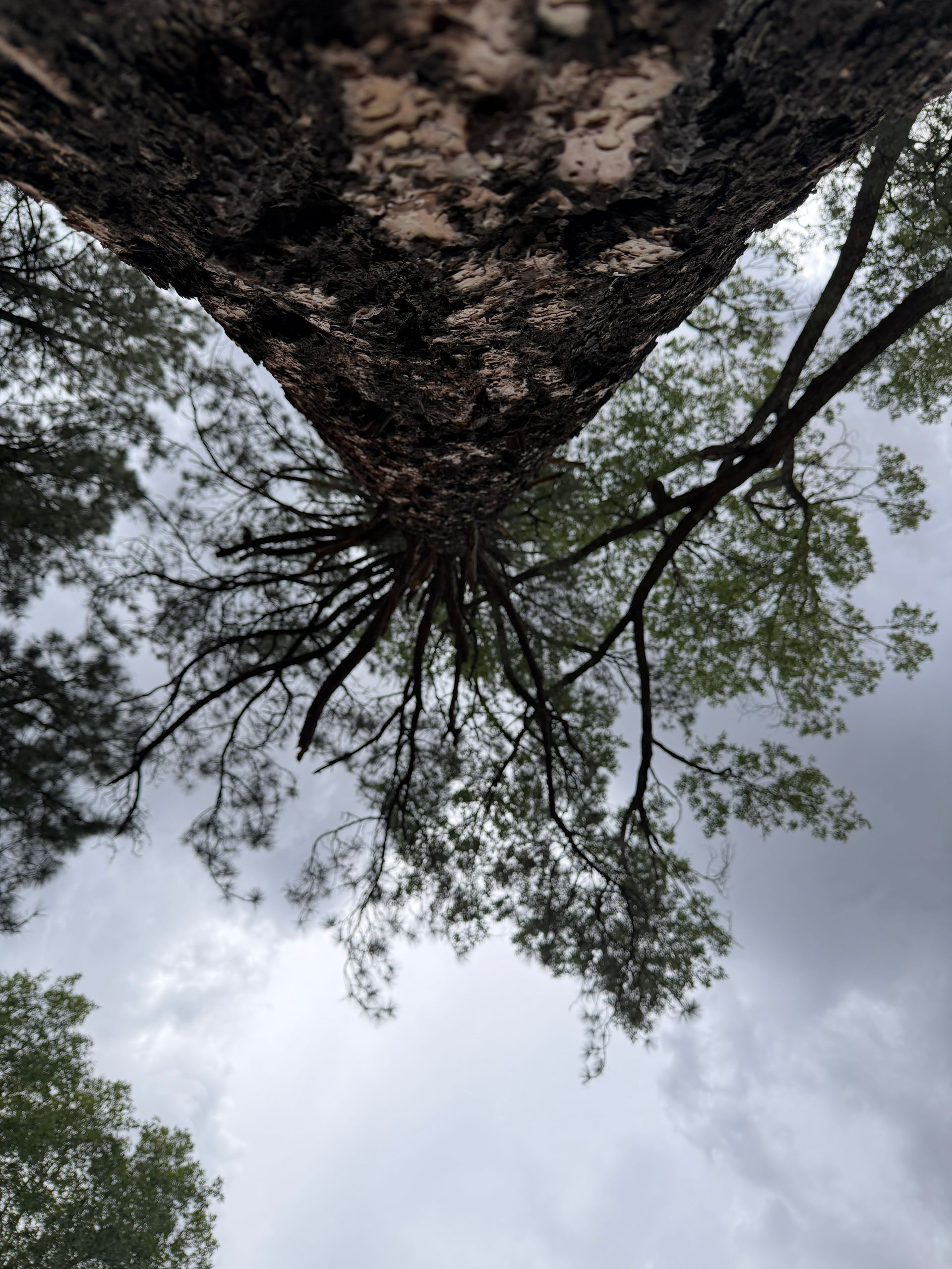Looking up from the base of a large tree at cloudy sky and branches overhead