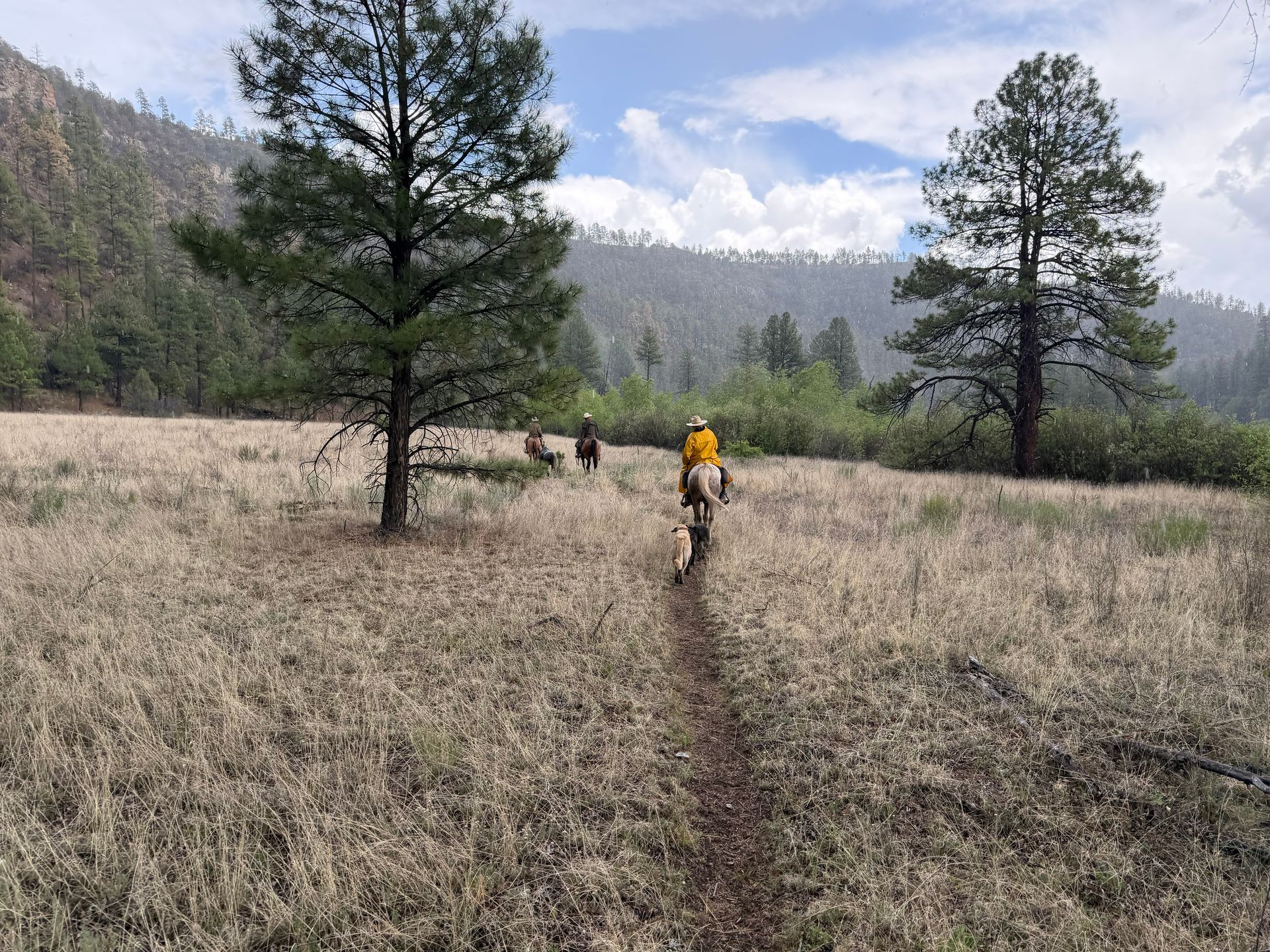 Cyclist in a yellow jacket rides a narrow trail through a grassy field with pine trees and mountains.